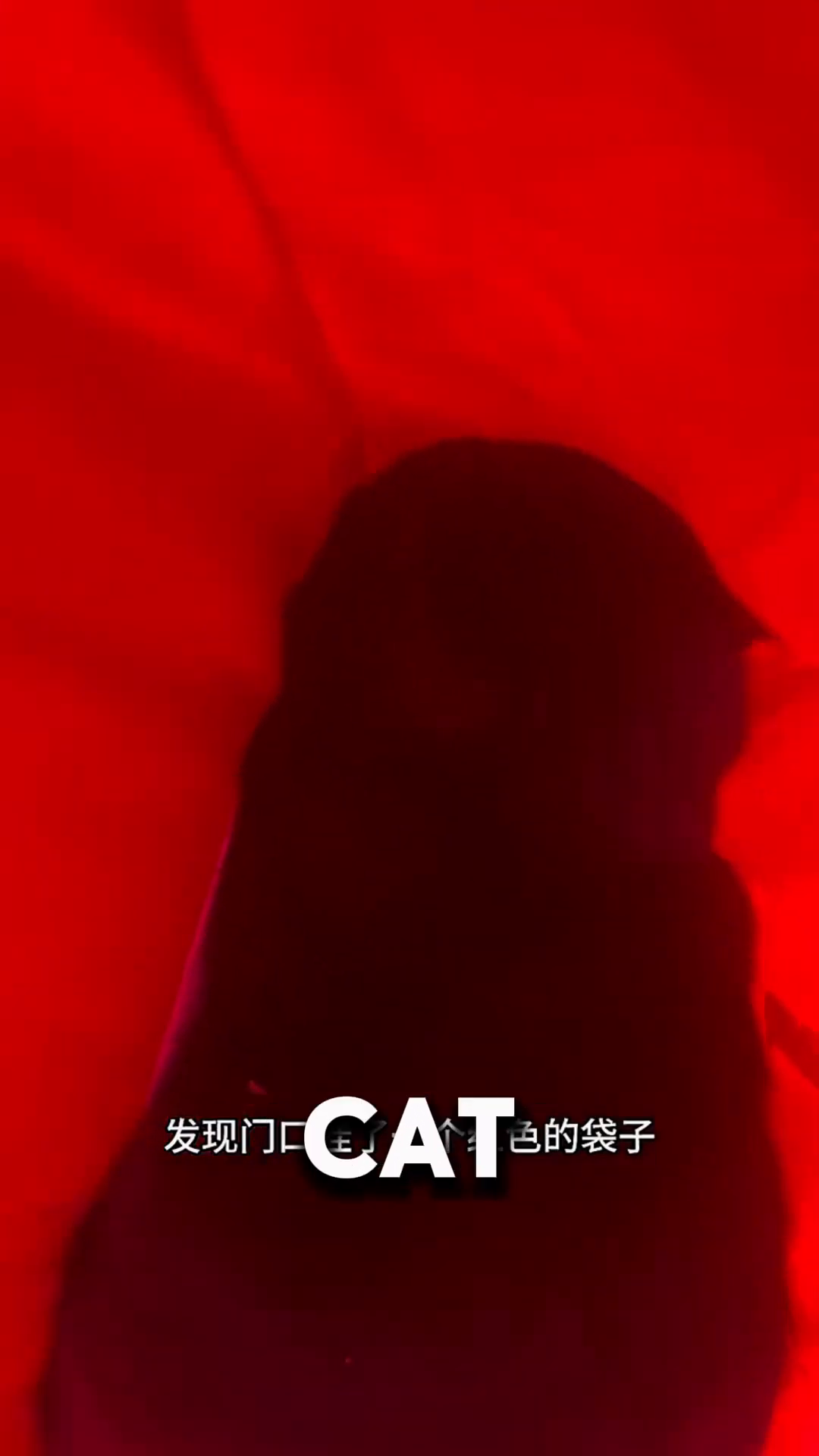 A close-up of a black cat's face with wide, surprised eyes, looking out from a red bag.