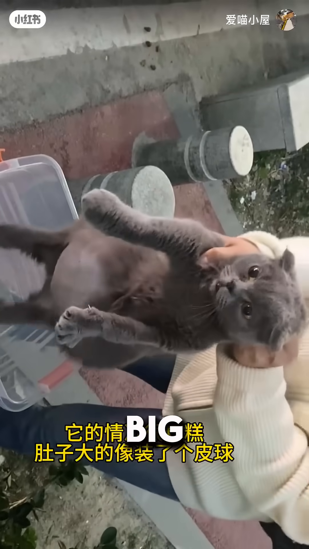 Close-up of the cat's severely swollen belly.