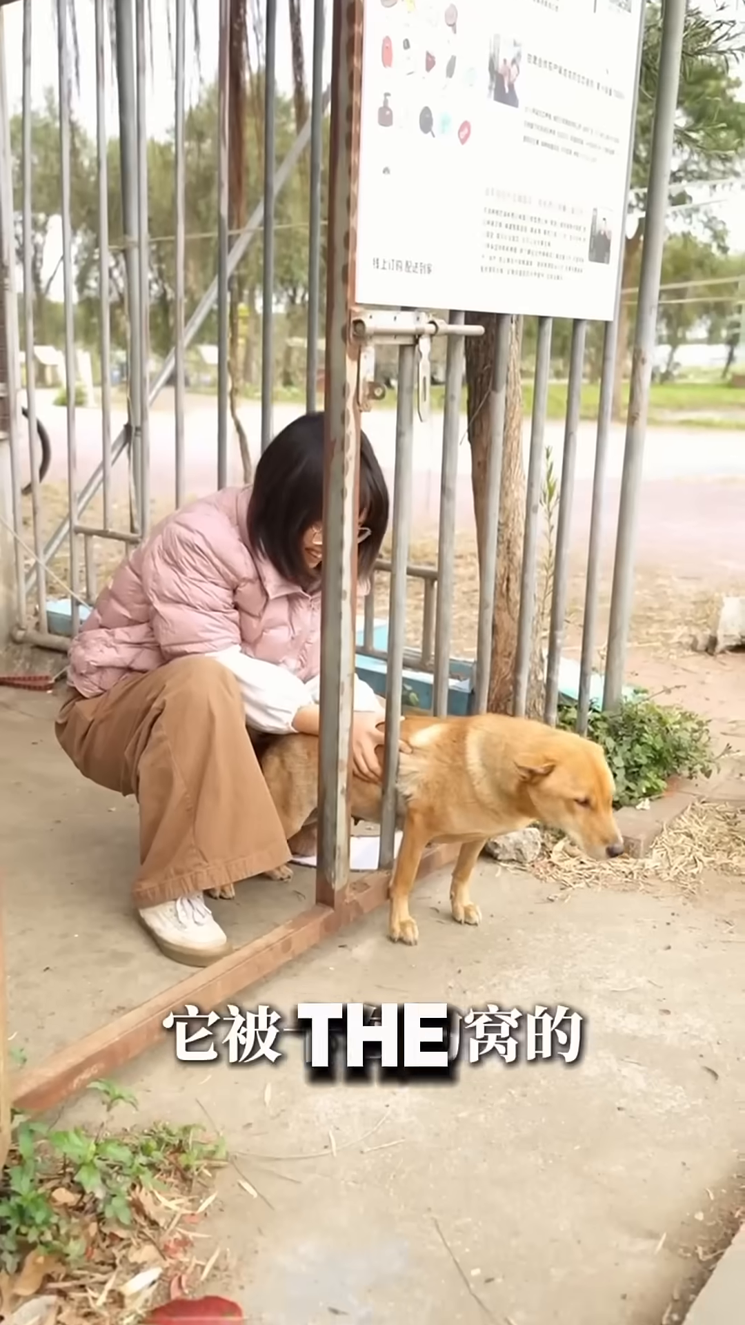 A dog is being held by a person, looking distressed.
