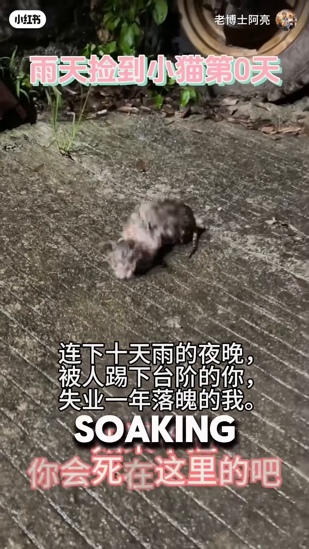 A man gently picking up a small, wet kitten from the ground.
