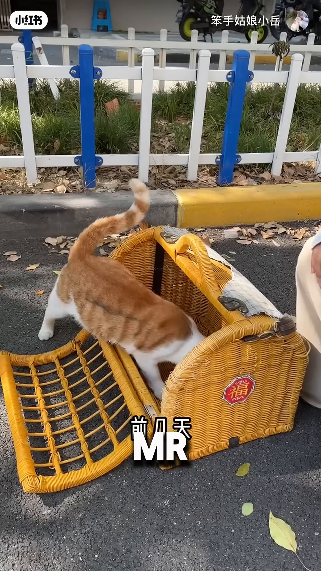 The woman carries a wicker carrier with Mr. Toast inside.
