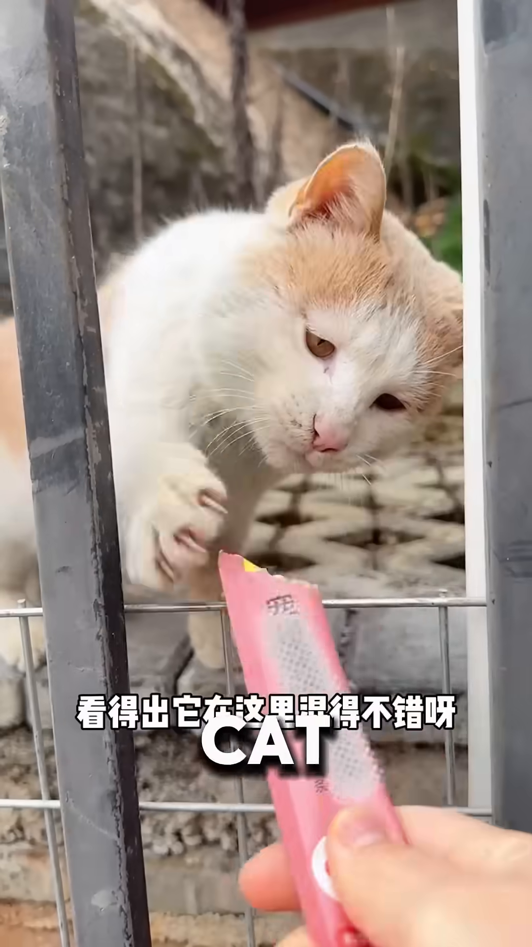 A ginger and white cat looking at the camera with its mouth slightly open.