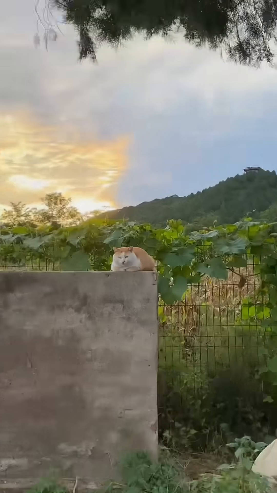 An orange and white cat sits on a concrete structure outdoors, with a sunset in the background.