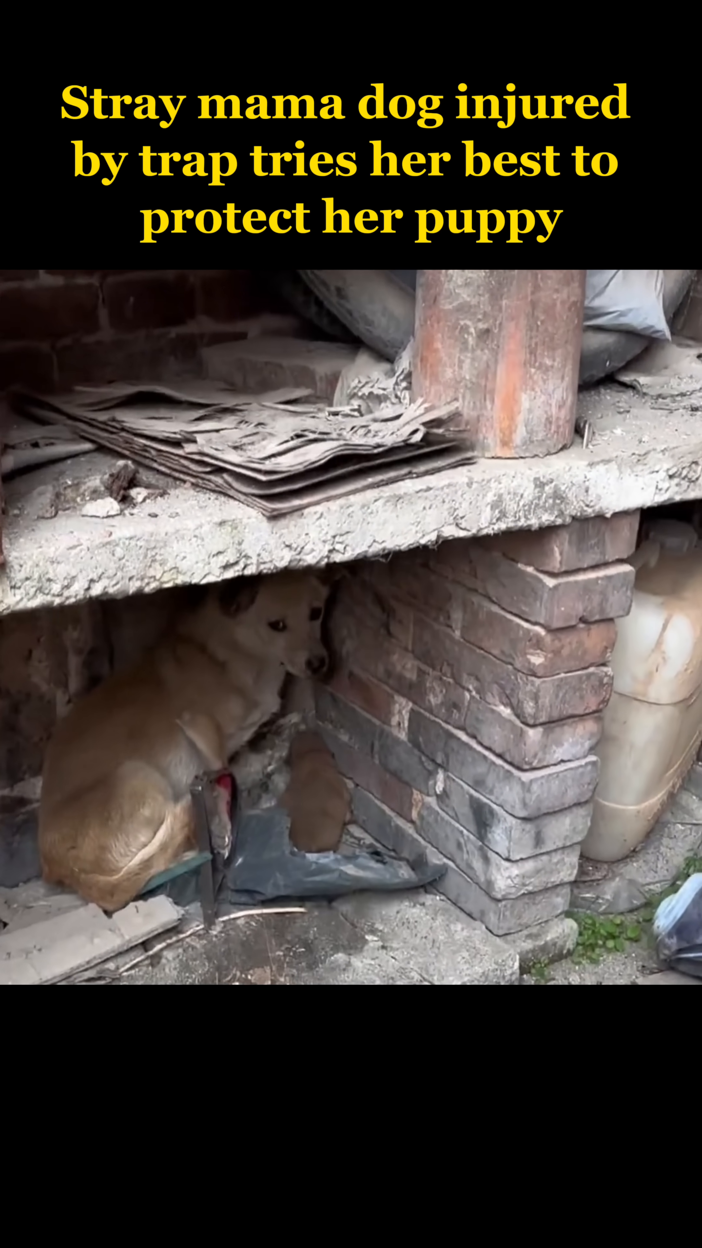 A person gently offers food to the wary mama dog, who is still protectively positioned over her puppy.