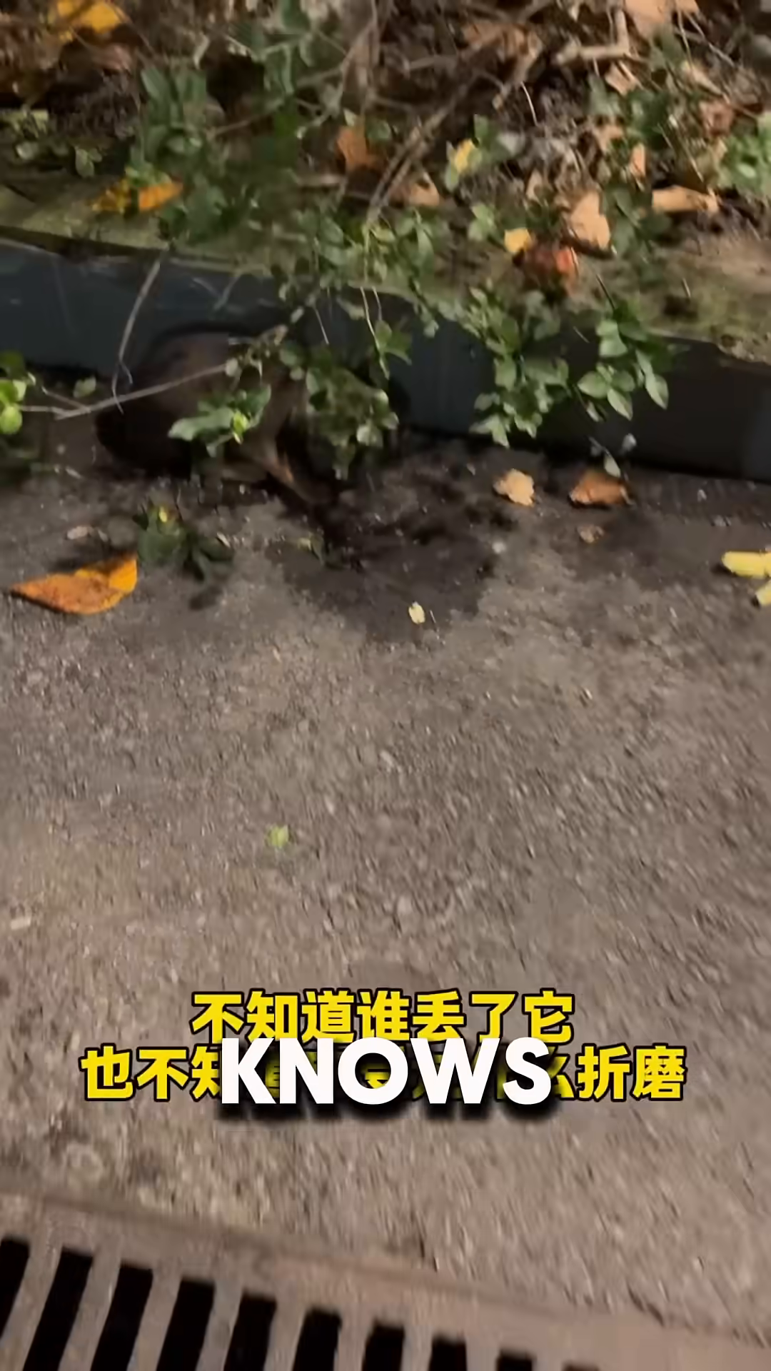 A person's hand gently reaching towards the puppy on the ground near a drain.