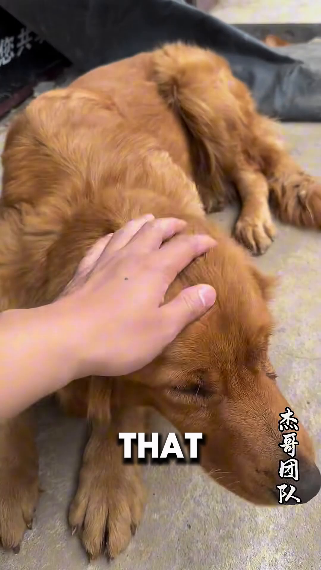 A person gently pets the head of the golden retriever.