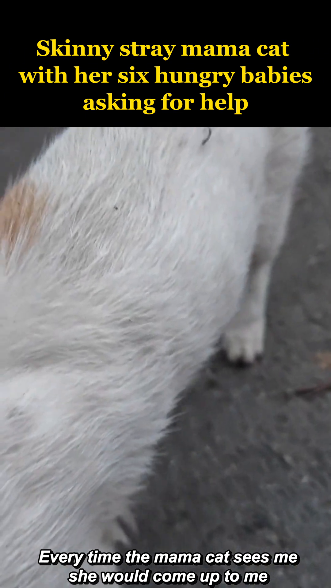 A close-up of the emaciated mother cat, showing her thin frame and visible wounds, looking towards the camera with a pleading expression.