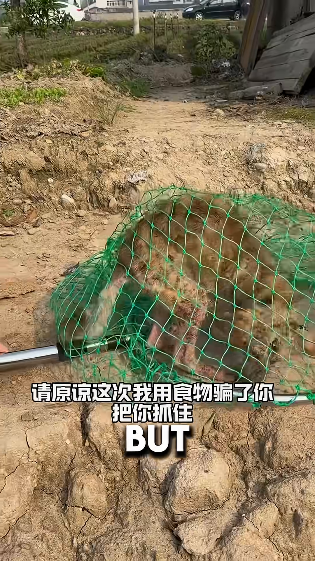 A dog is being put into a net trap.