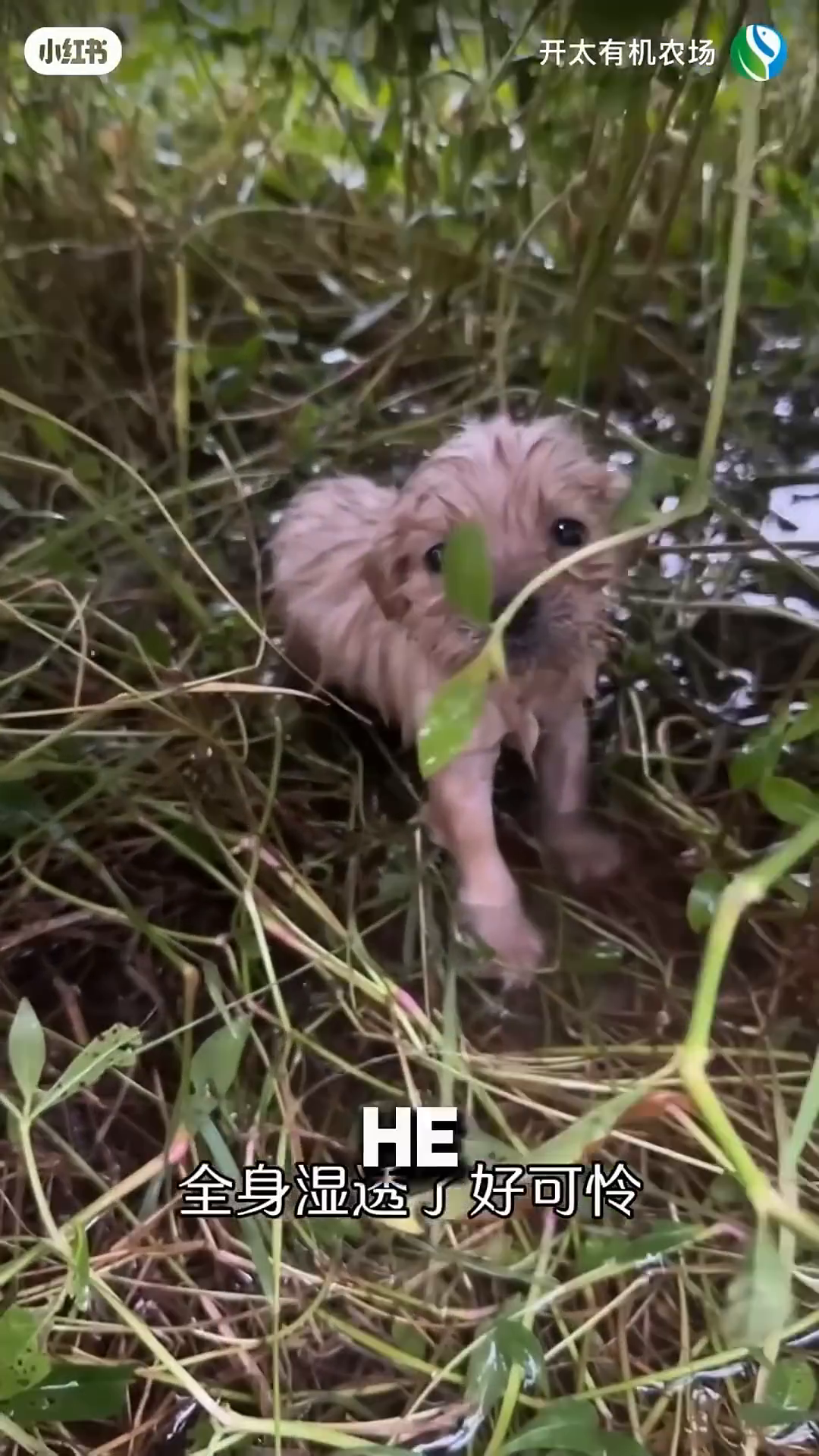 A close-up of the tiny, wet puppy crying and looking up.