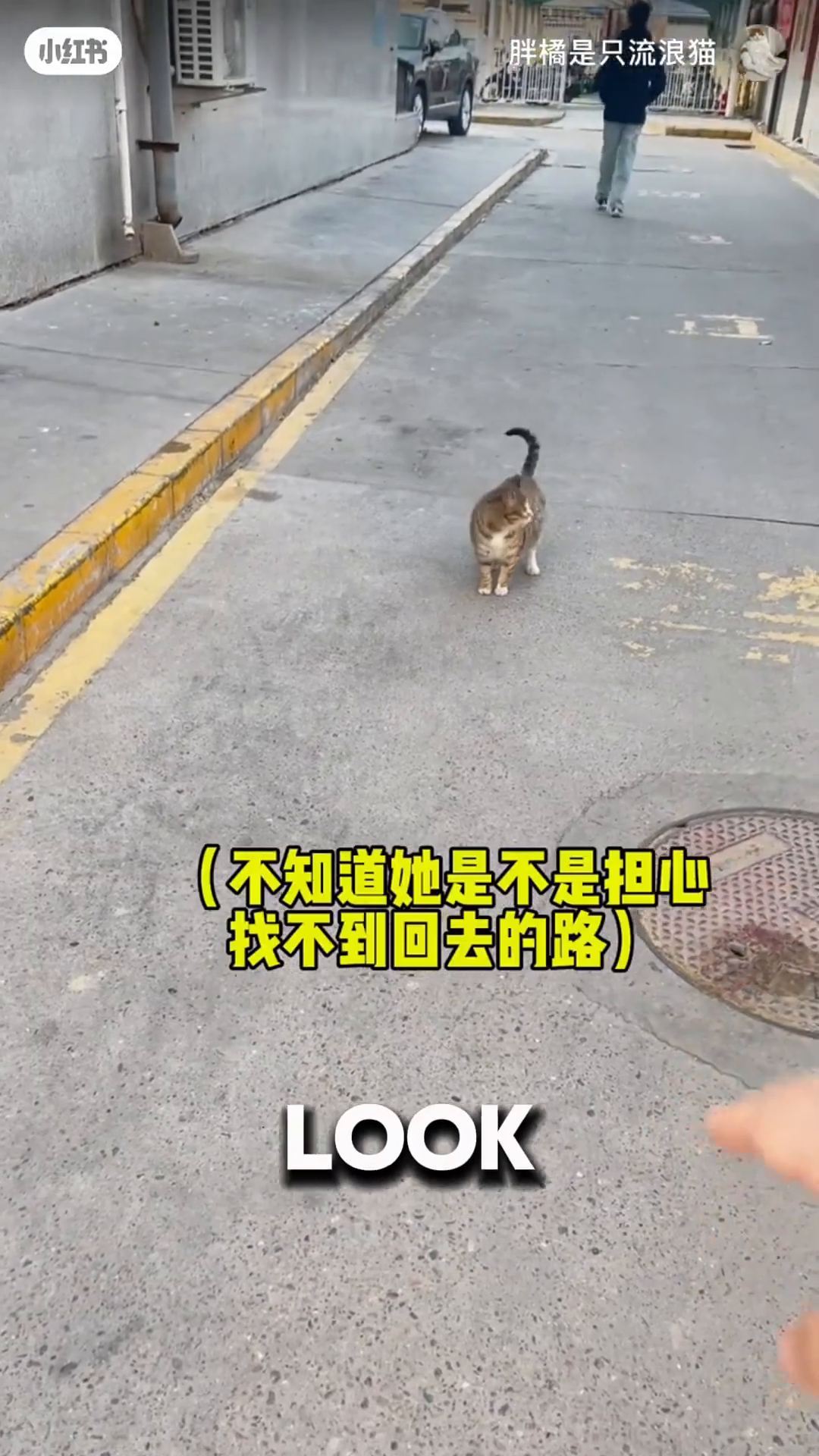 A tabby cat walks on a street, looking back over its shoulder.