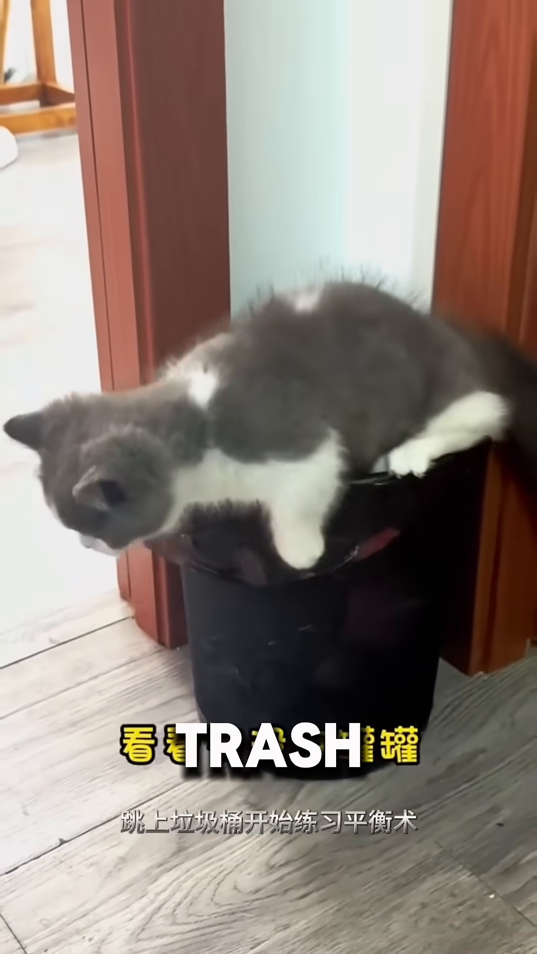 A kitten mid-leap between a sofa and a coffee table, with tea cups scattered on the table.