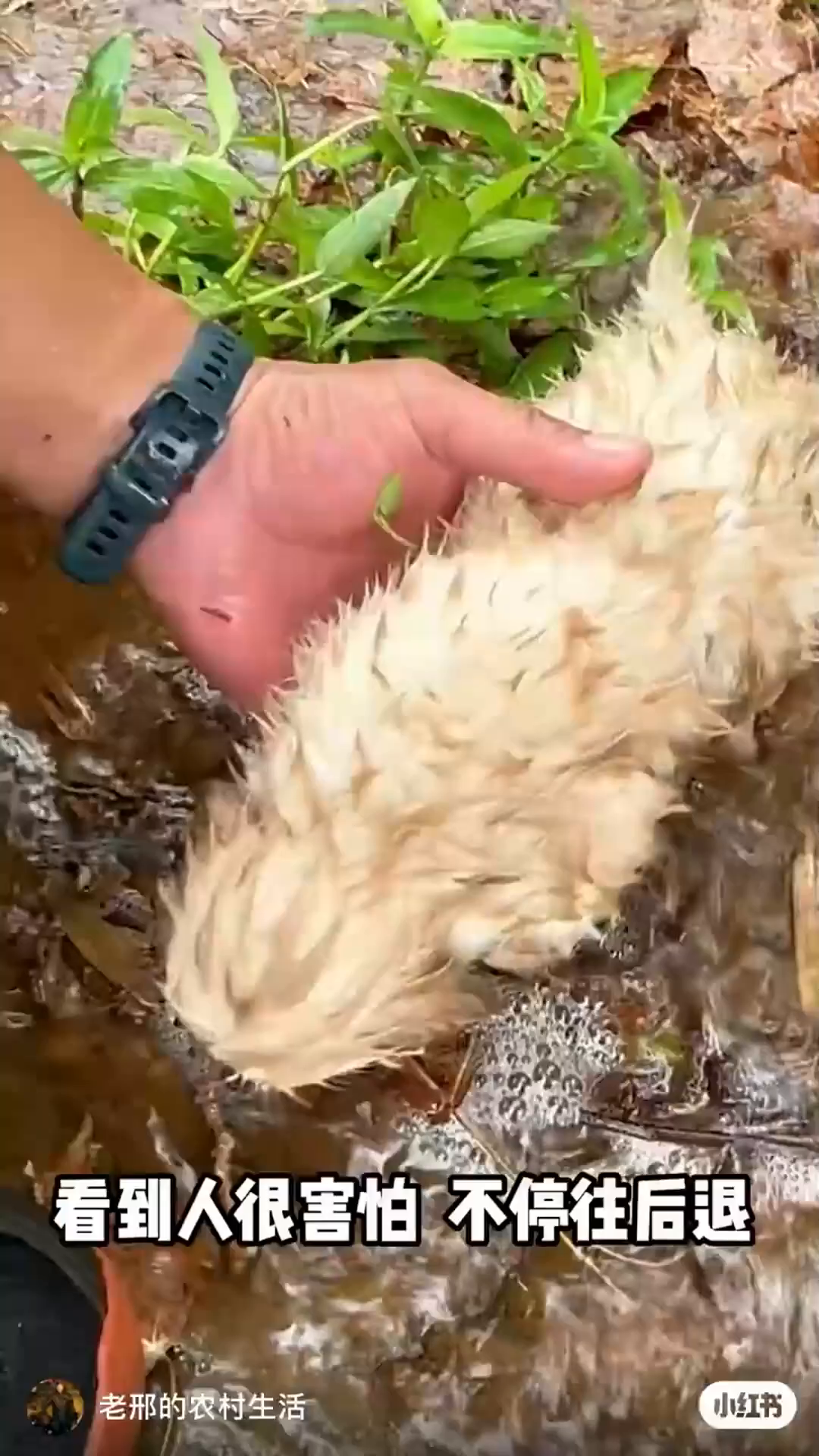 A man's hand is reaching out to a small, wet puppy that is trying to back away.