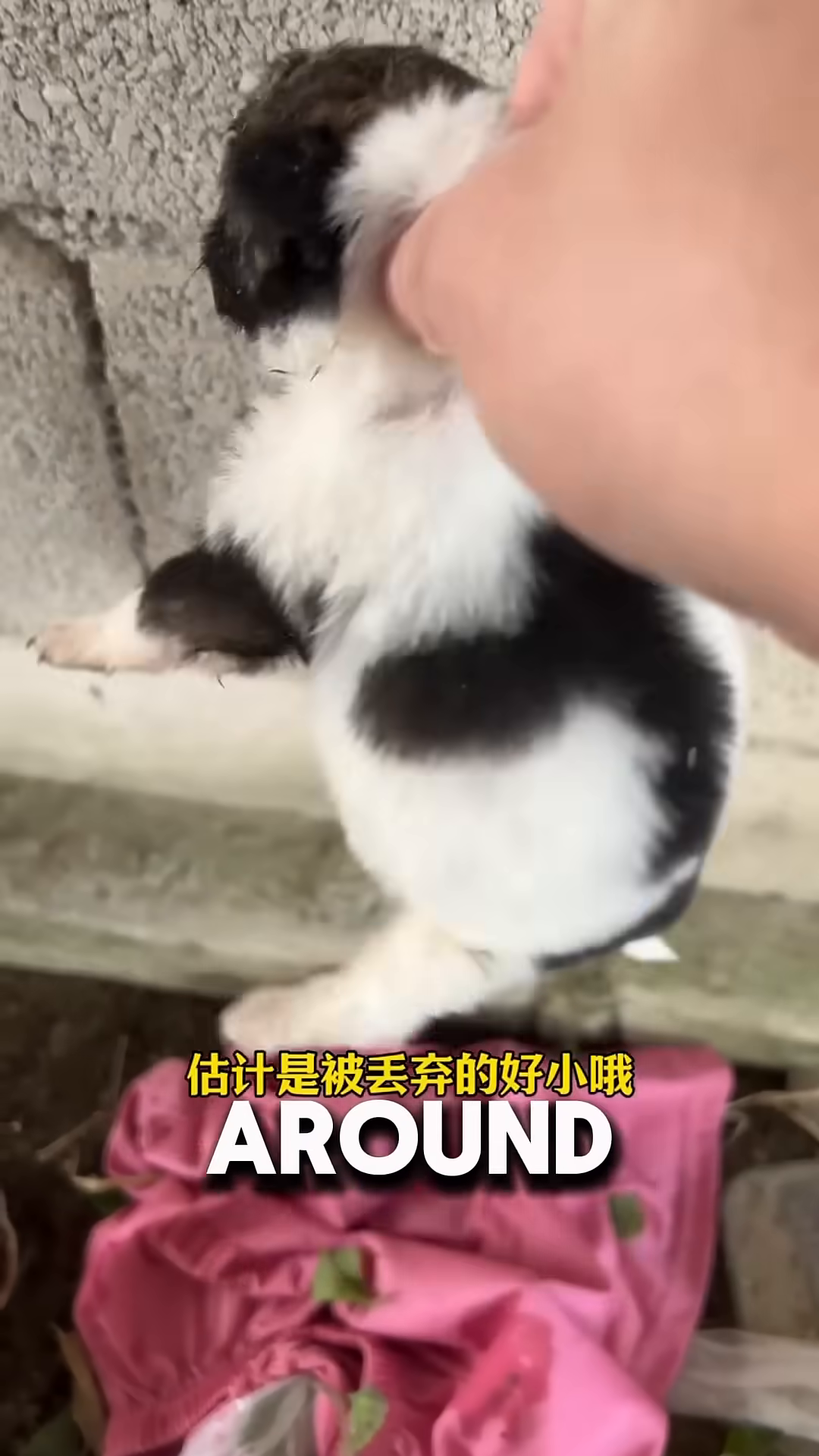 A puppy curled up in the storage compartment of a scooter as it navigates a bumpy road.