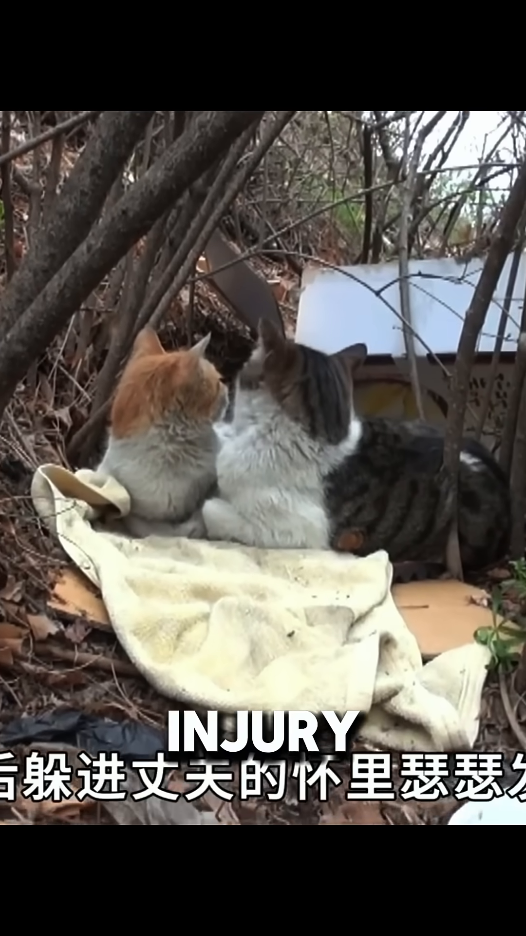 The male cat is seen walking away from the camera, with the female cat resting on a towel.