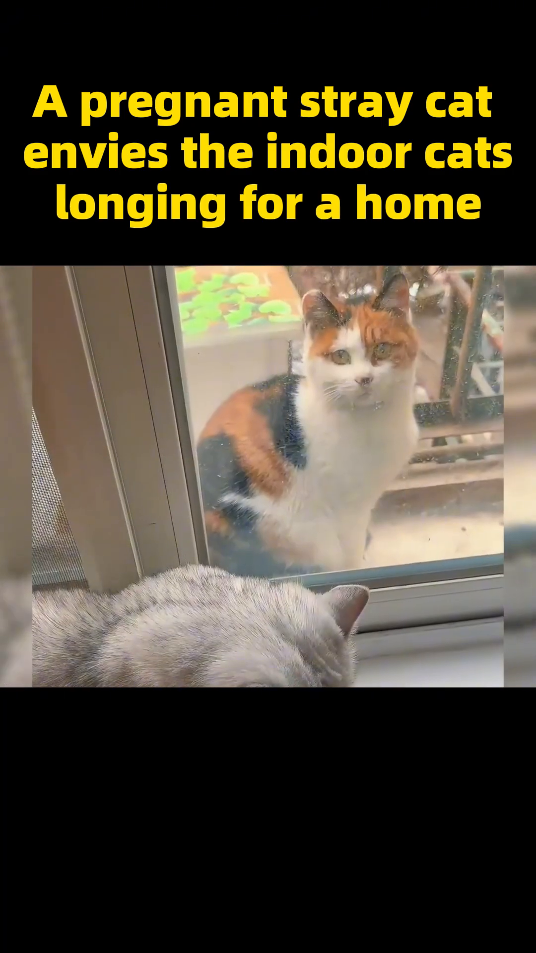 The stray cat peers through a window, observing the comfortable indoor environment and other cats.