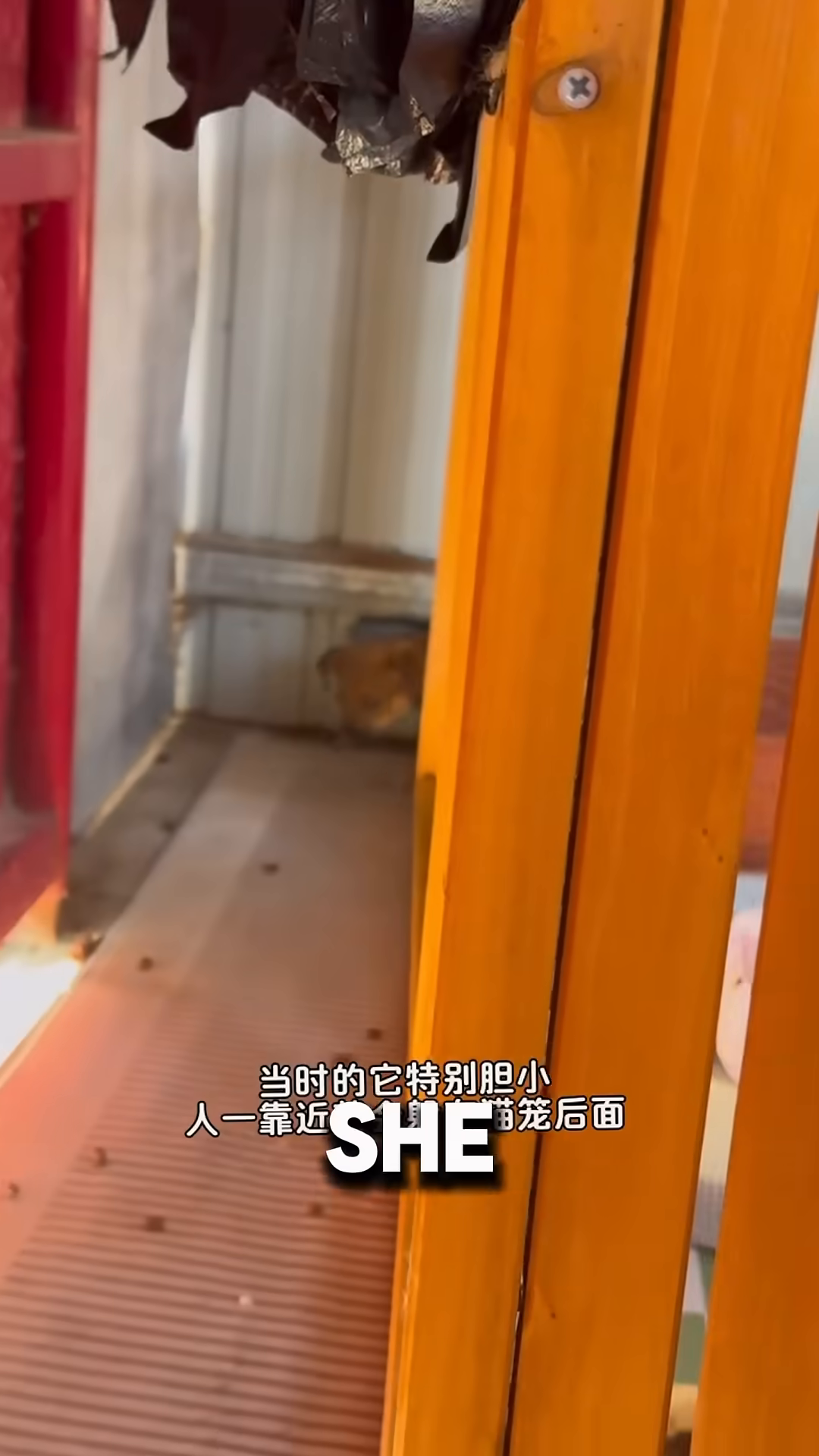 A woman's hand offers food to a hesitant puppy near a red door.