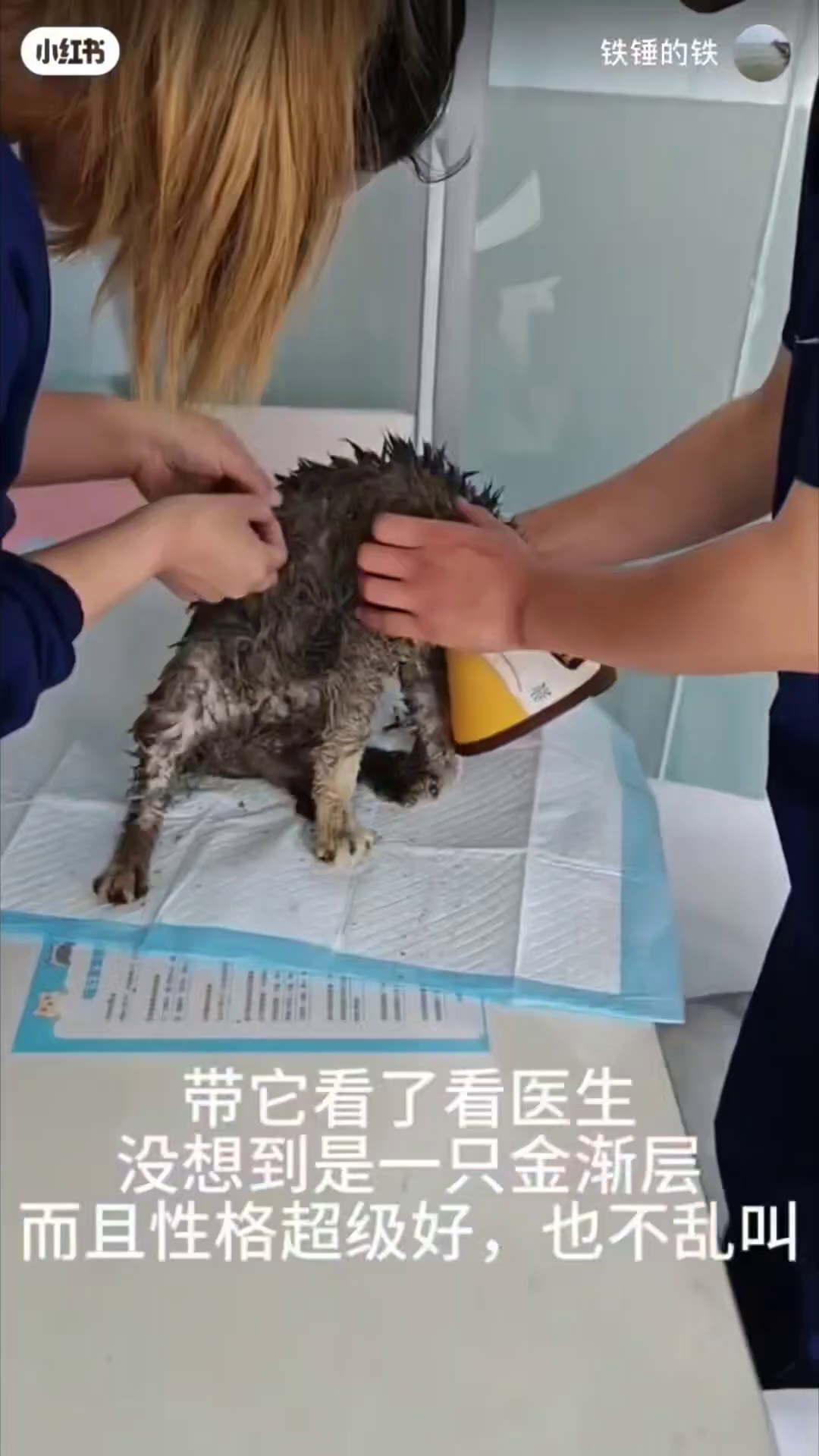 A person's hands are holding a wet, dirty kitten, placing it into a cardboard box lined with cloth.