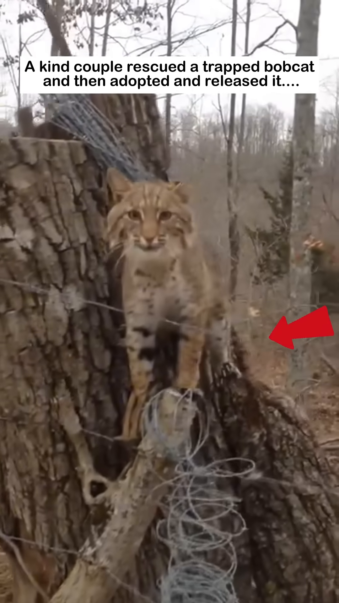 A person's hand is seen gently reaching towards the trapped bobcat.