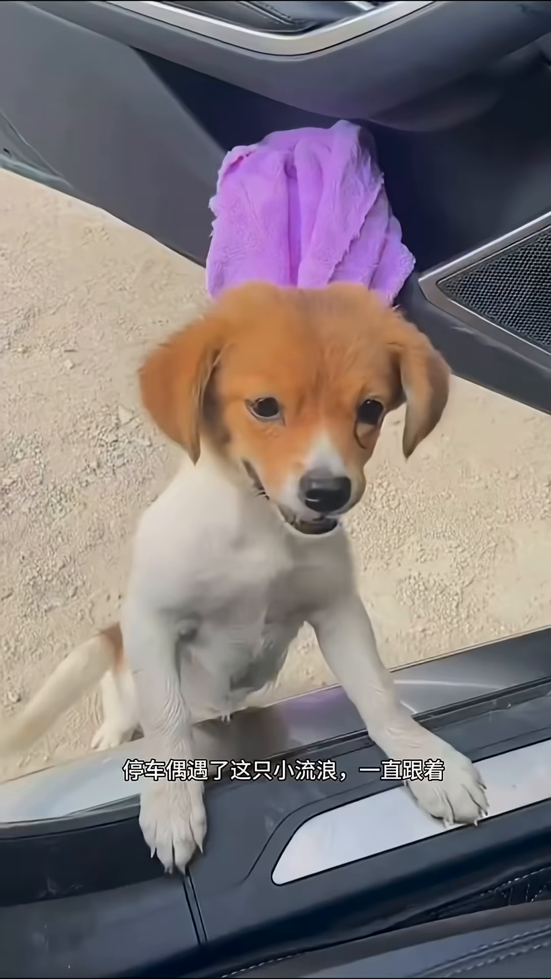 The puppy is inside the car, looking up with a hopeful expression.