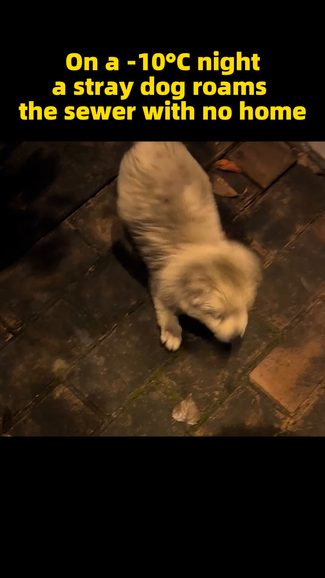 The puppy sits on a stone ledge, looking around with a hesitant expression, its fur slightly matted.
