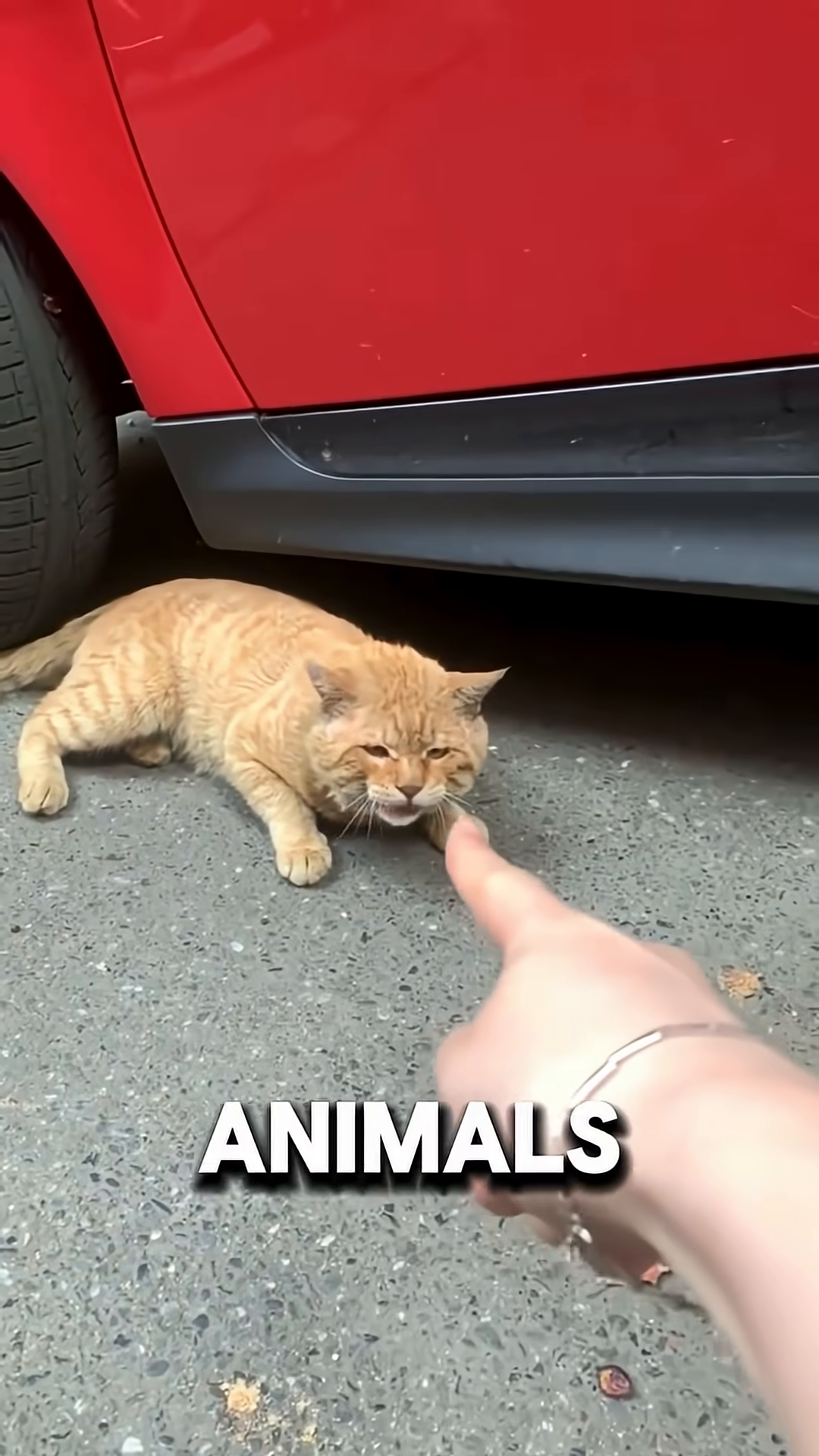 A woman kneels down, gently touching an orange cat wearing a harness.