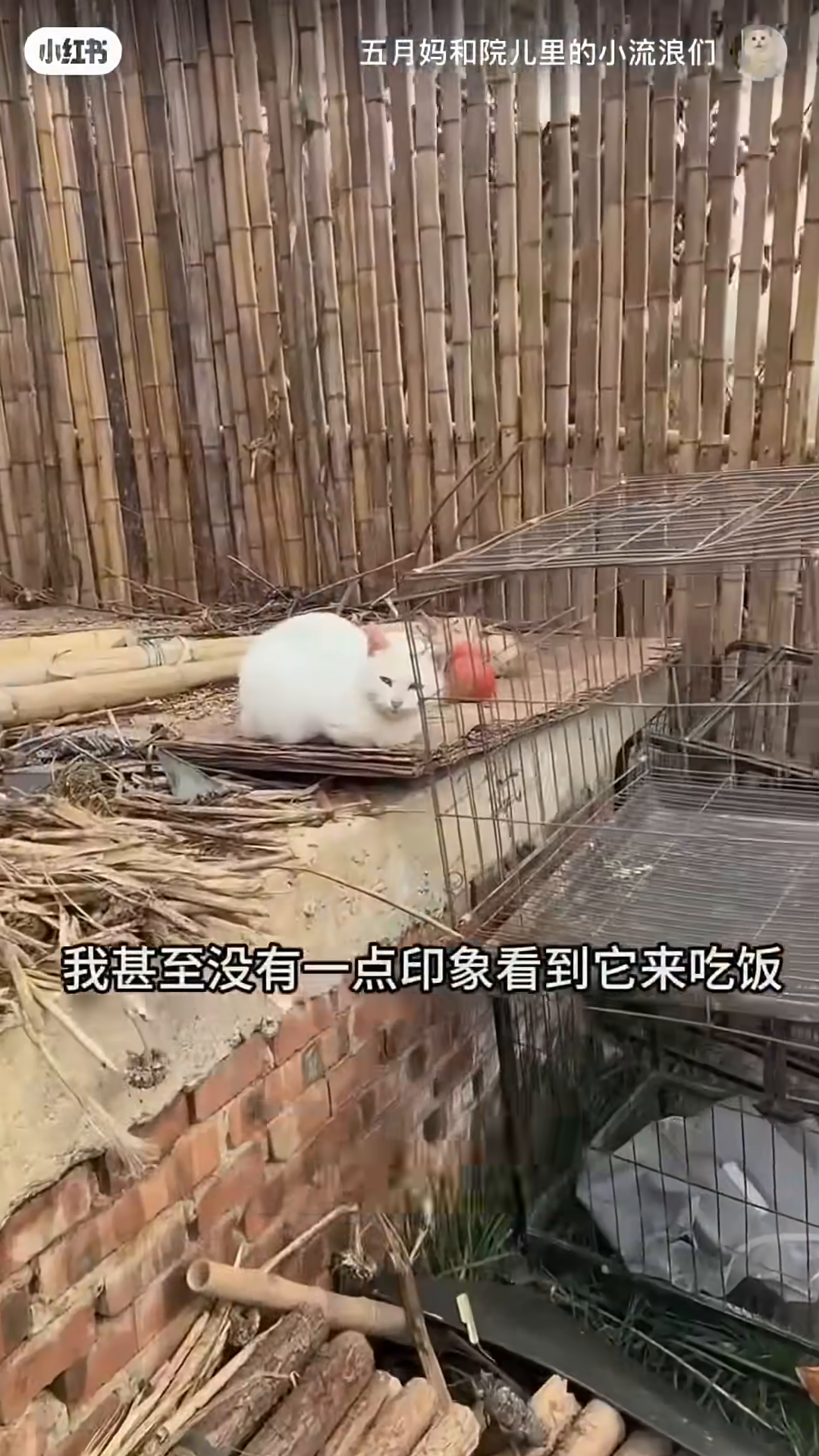 A woman is seen near a group of cats, observing them.