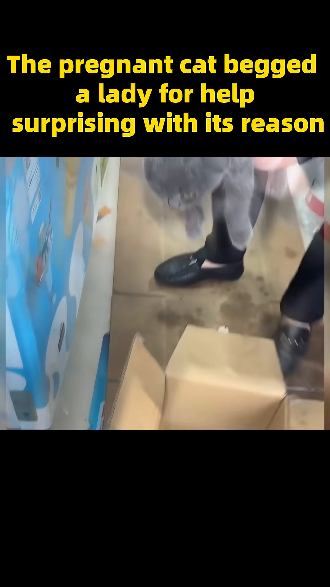 A person's hands gently place a pregnant grey cat into a cardboard box.