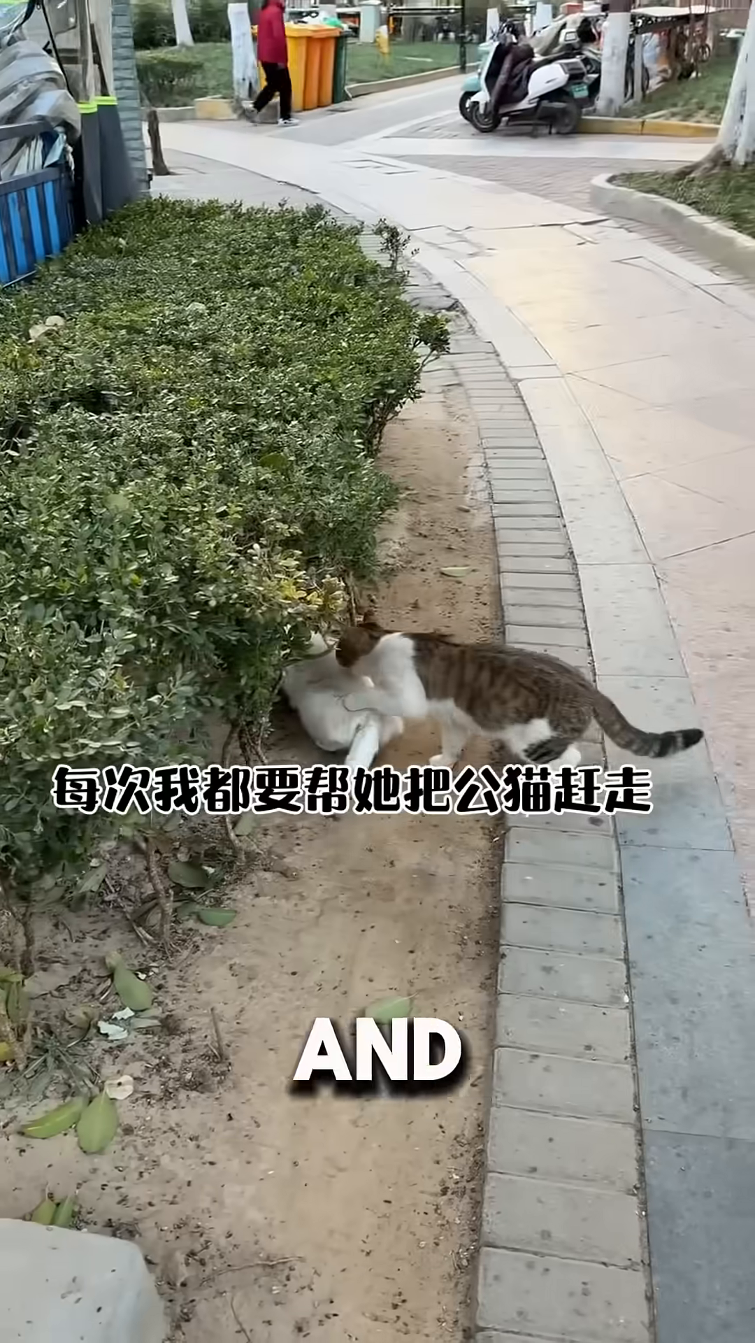A woman is seen gently interacting with the white cat, who is sitting near a bush.