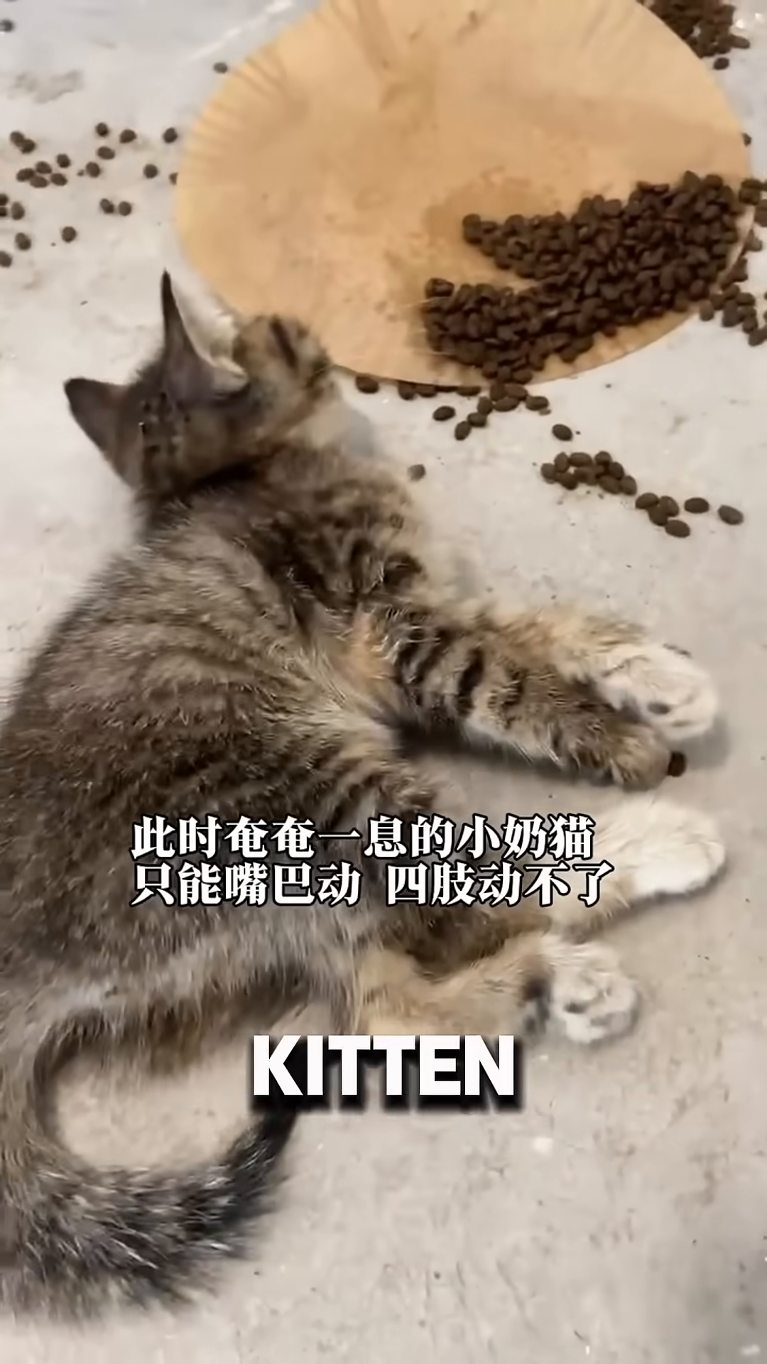 A woman gently picks up the weak kitten, her face filled with concern.