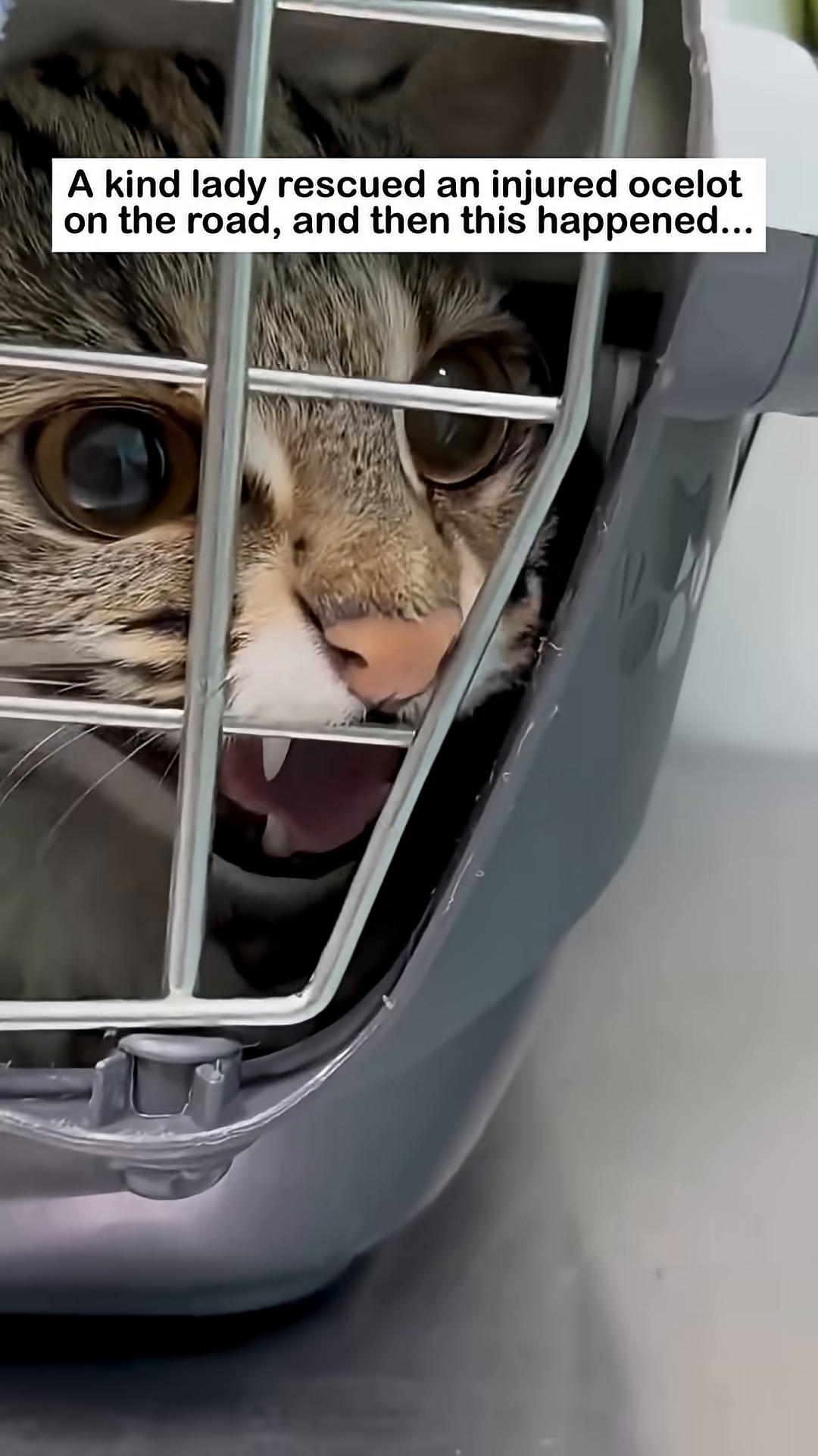 Close-up of the ocelot's face inside a carrier, looking scared.
