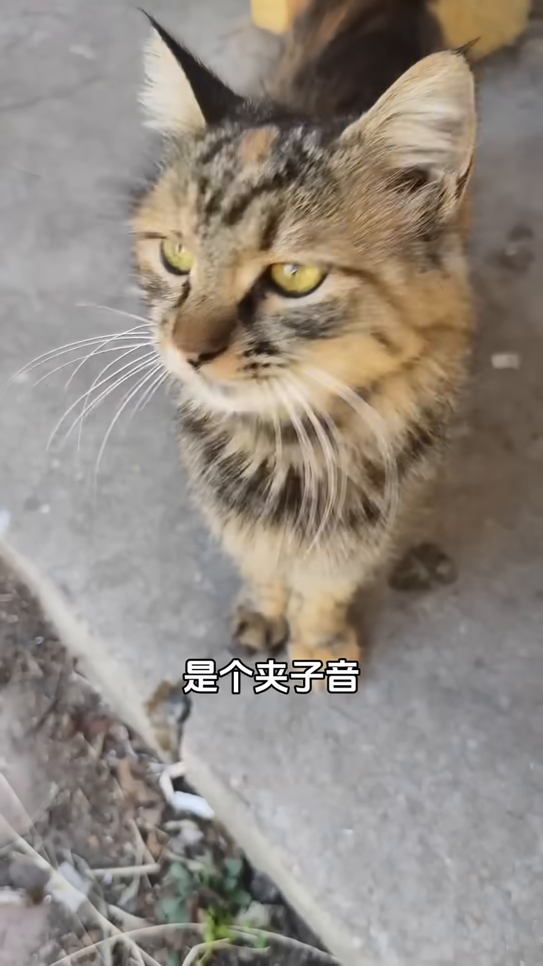 The female cat nuzzles the male cat's head while they share a meal from the same bowl.