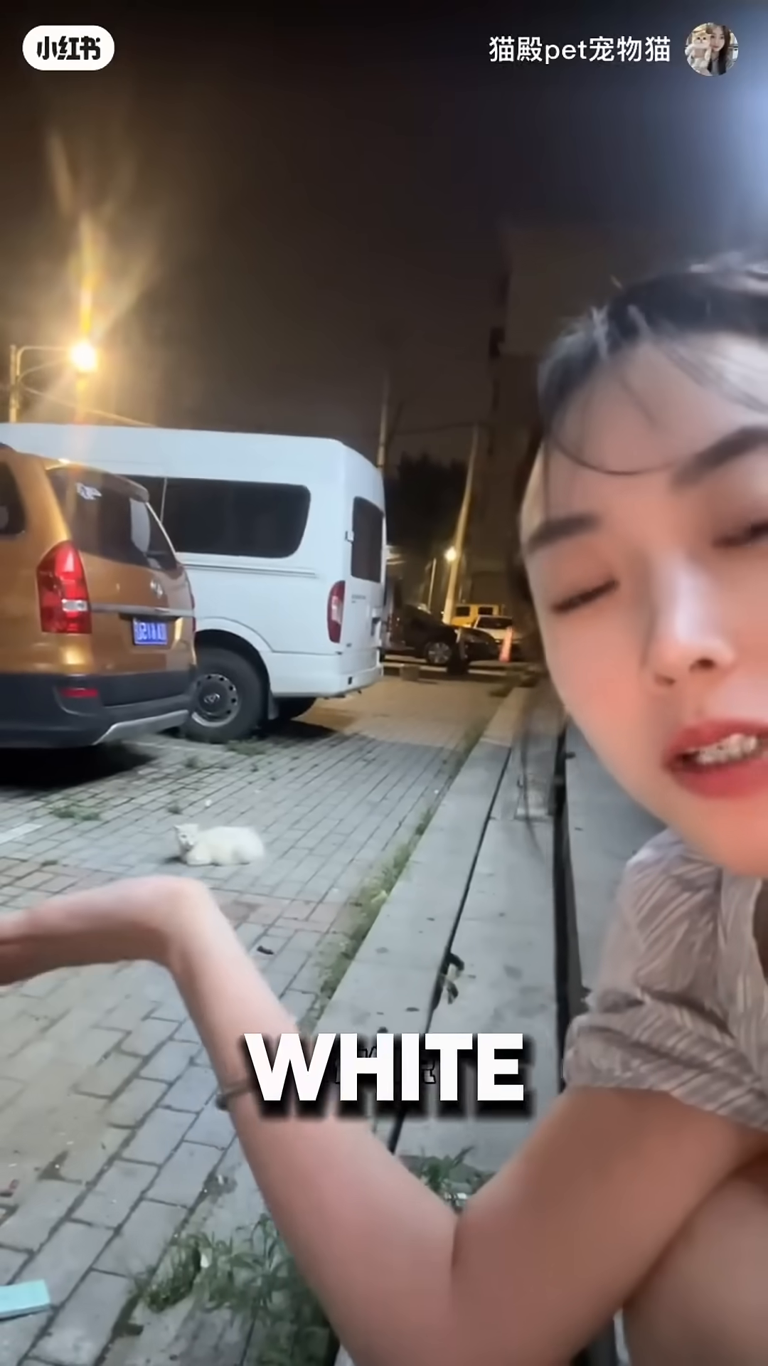 A white cat sits on concrete steps at night, looking warily at the camera.