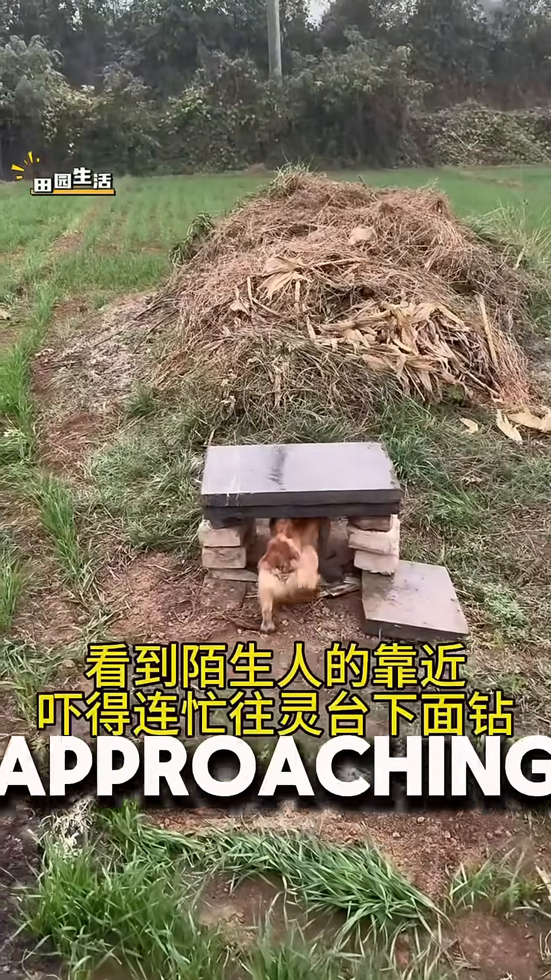 The dog is seen hiding underneath a stone slab supported by bricks, looking fearful.