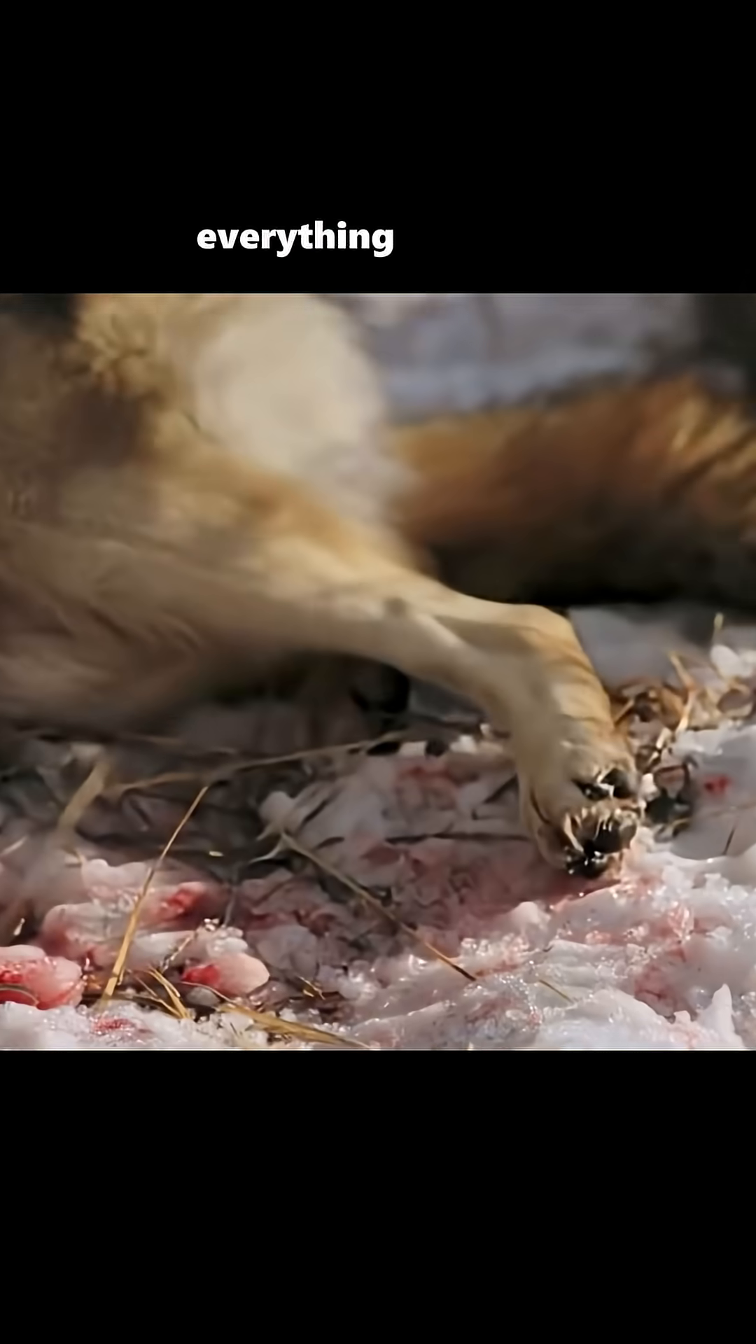 A wolf walks through a snowy, desolate landscape.