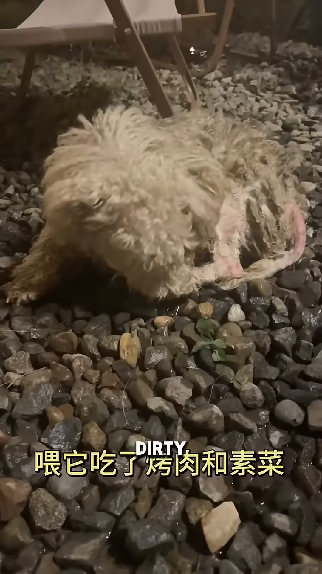 A dirty, matted white dog lies on a gravelly surface, looking sad.