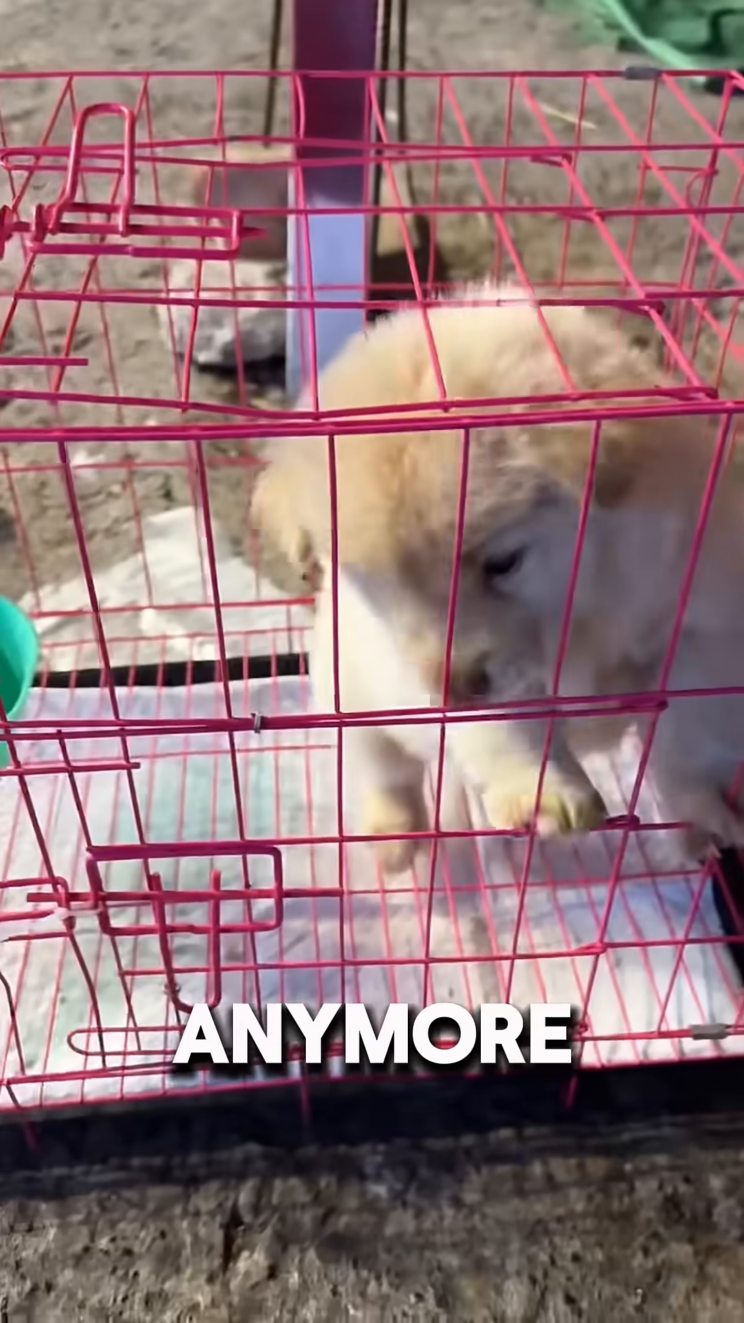A woman looks down from a window at a street vendor and a puppy in a cage.