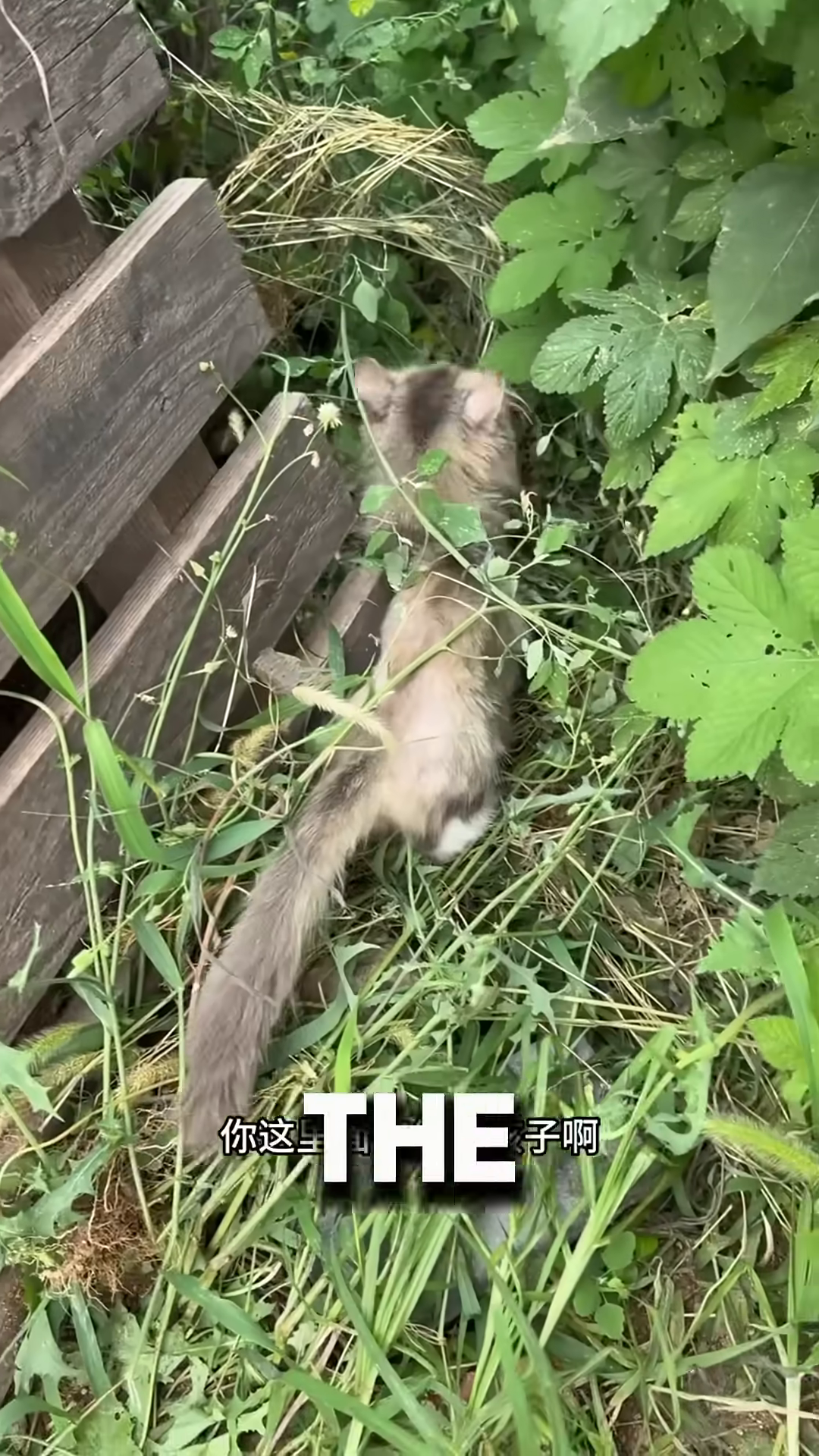 A mother cat carrying a kitten in her mouth, refusing help.