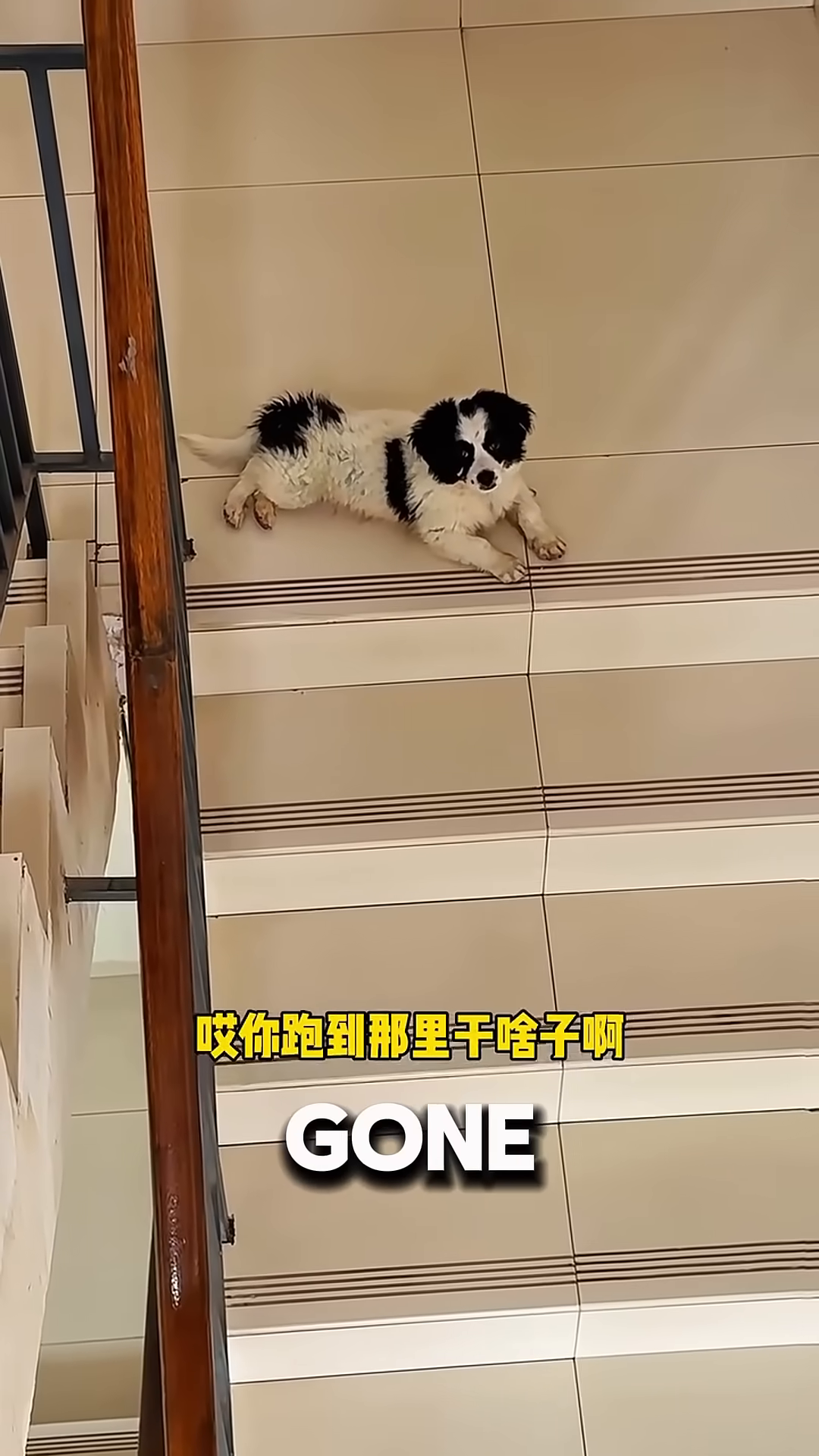 The woman offers food to the puppy on the stairs.