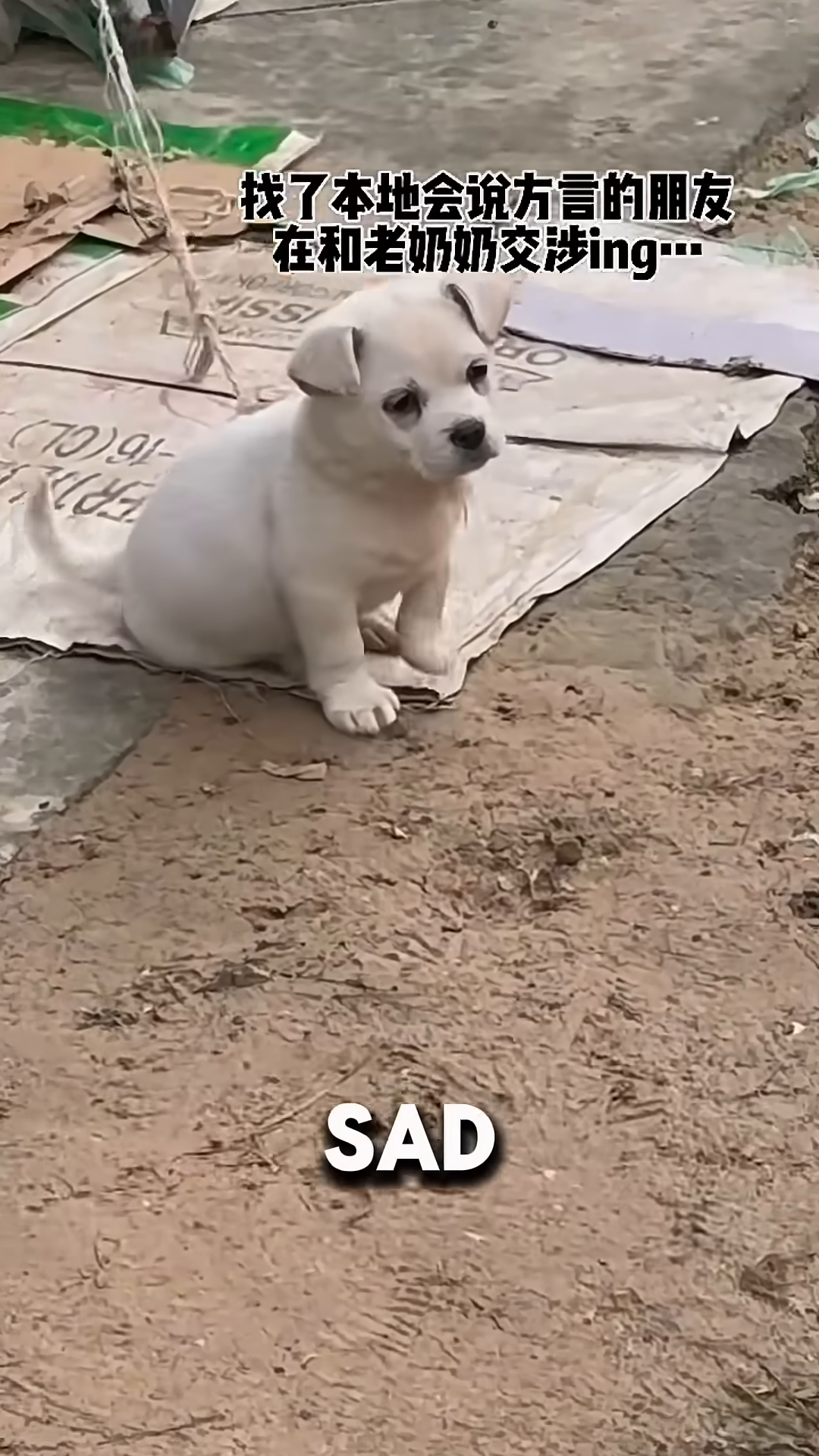 Close-up of the puppy's face, looking directly at the camera with sad, pleading eyes.