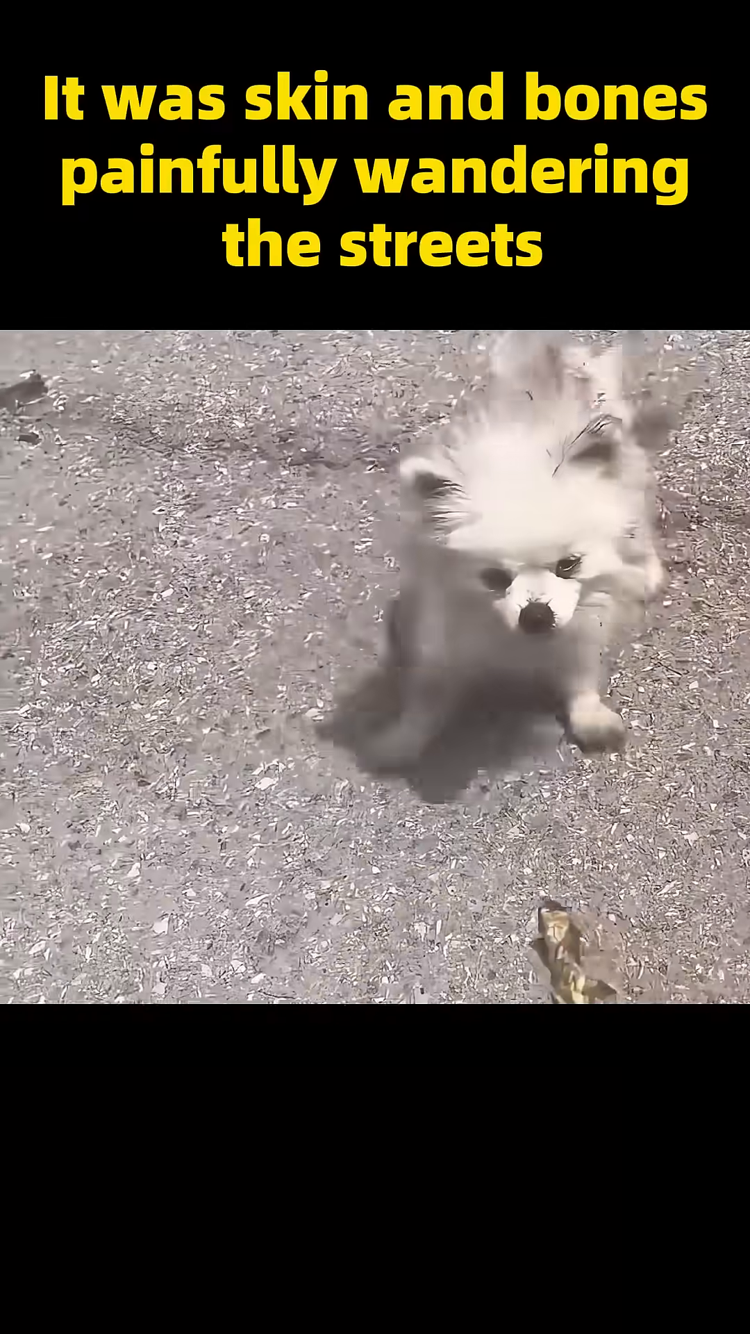 A person's hand gently offers something to the frail dog.