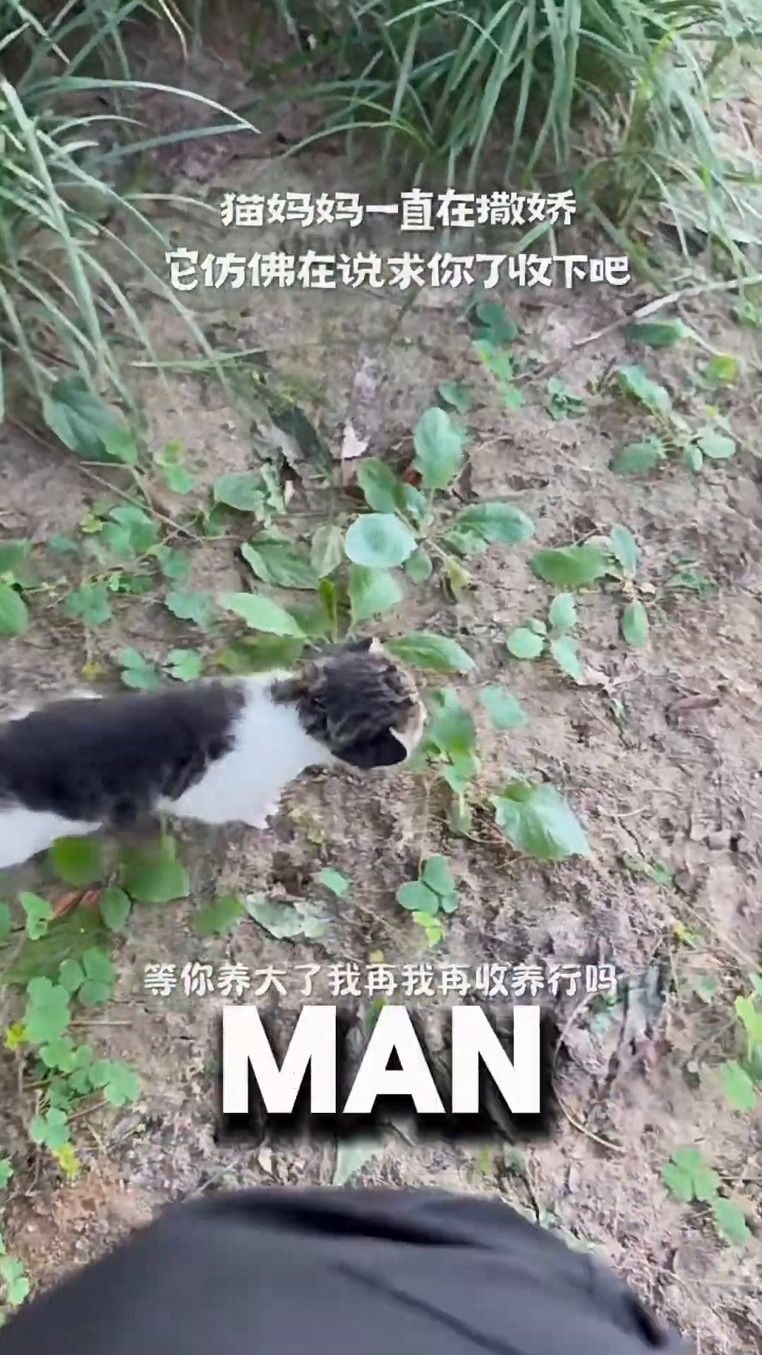 The mother cat rubs her head and body against the man's leg, looking up at him pleadingly.