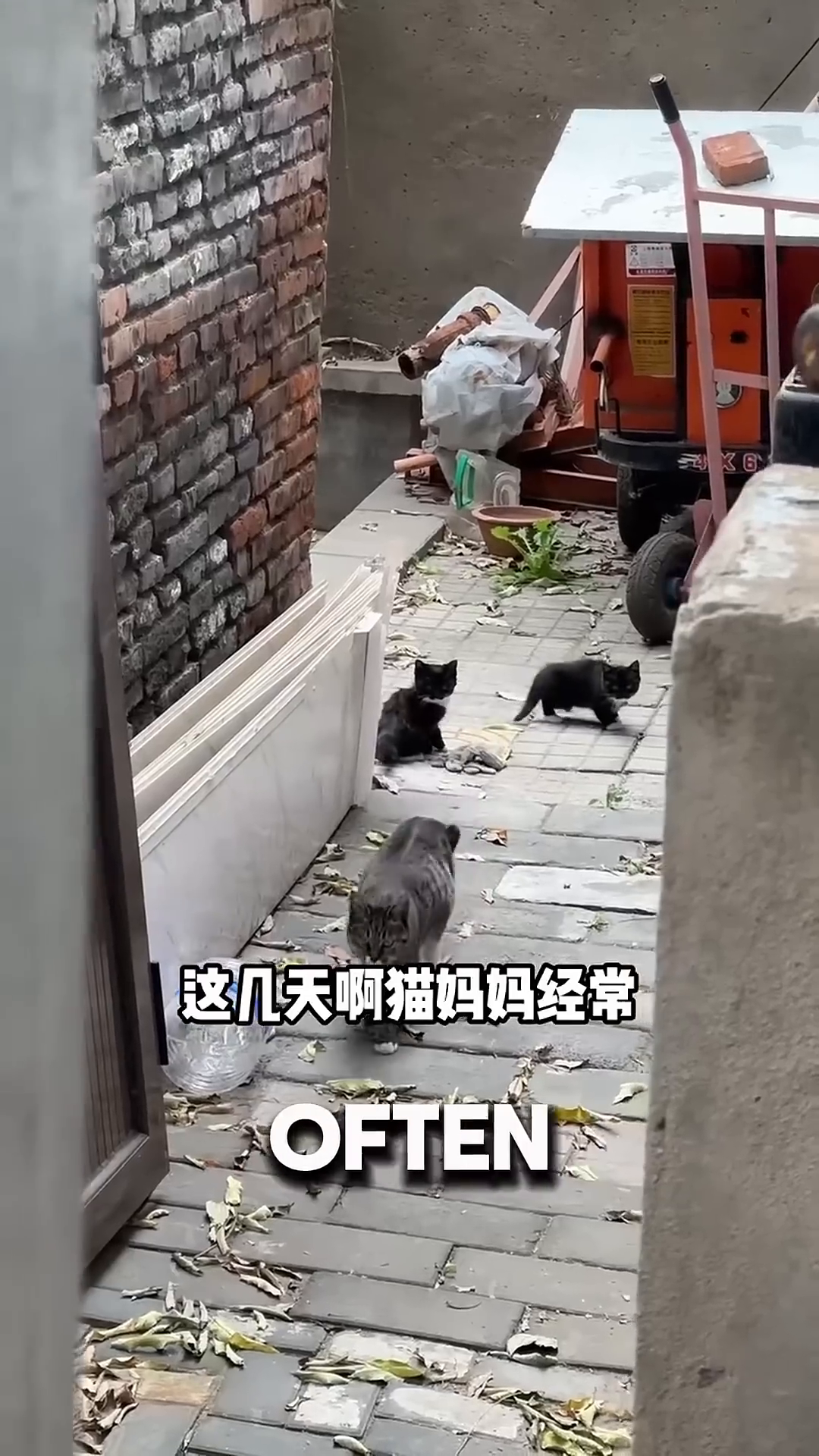 A mother cat and her two kittens on a wooden deck, with the mother cat looking towards the camera.