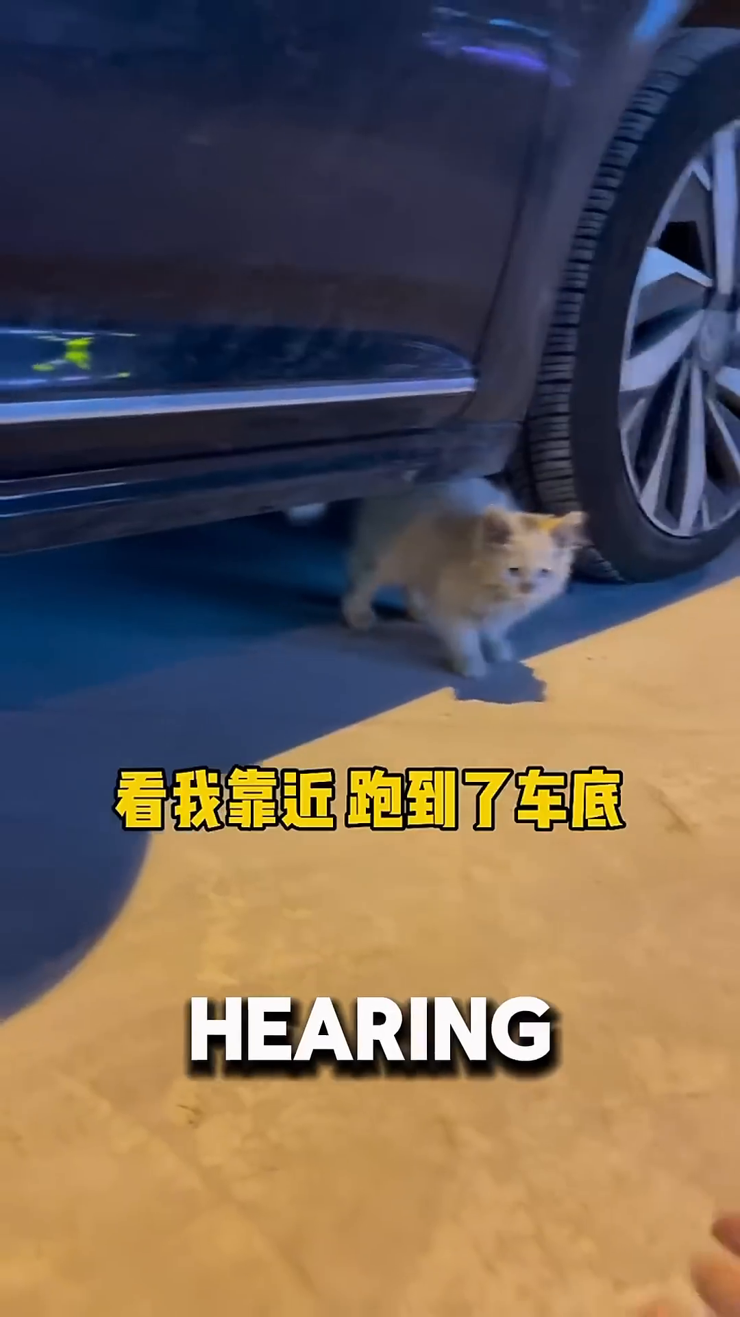 A small, light-colored kitten cautiously approaches a woman's outstretched hand near a car.