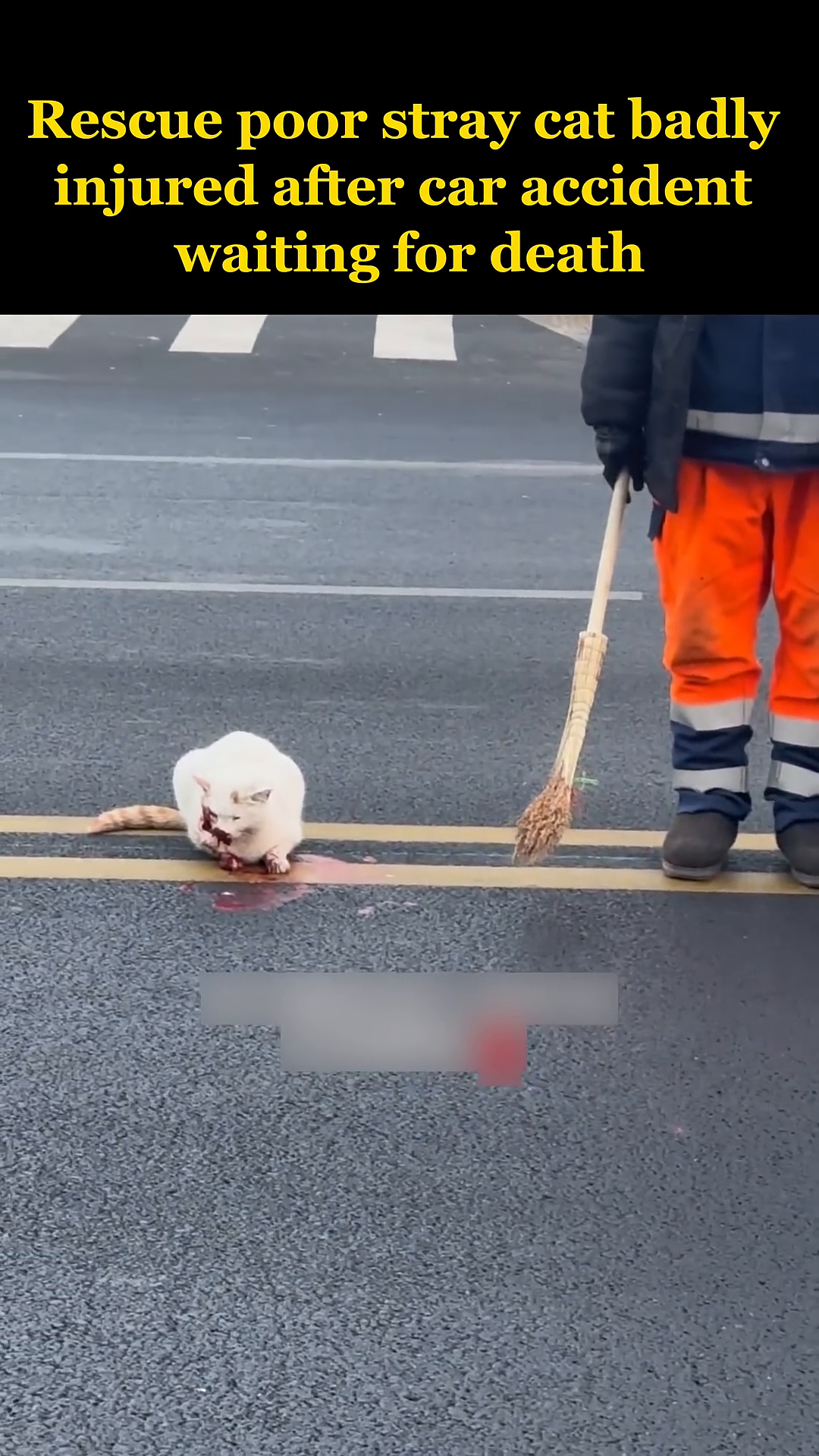 A person wearing gloves gently approaches the injured cat on the road.