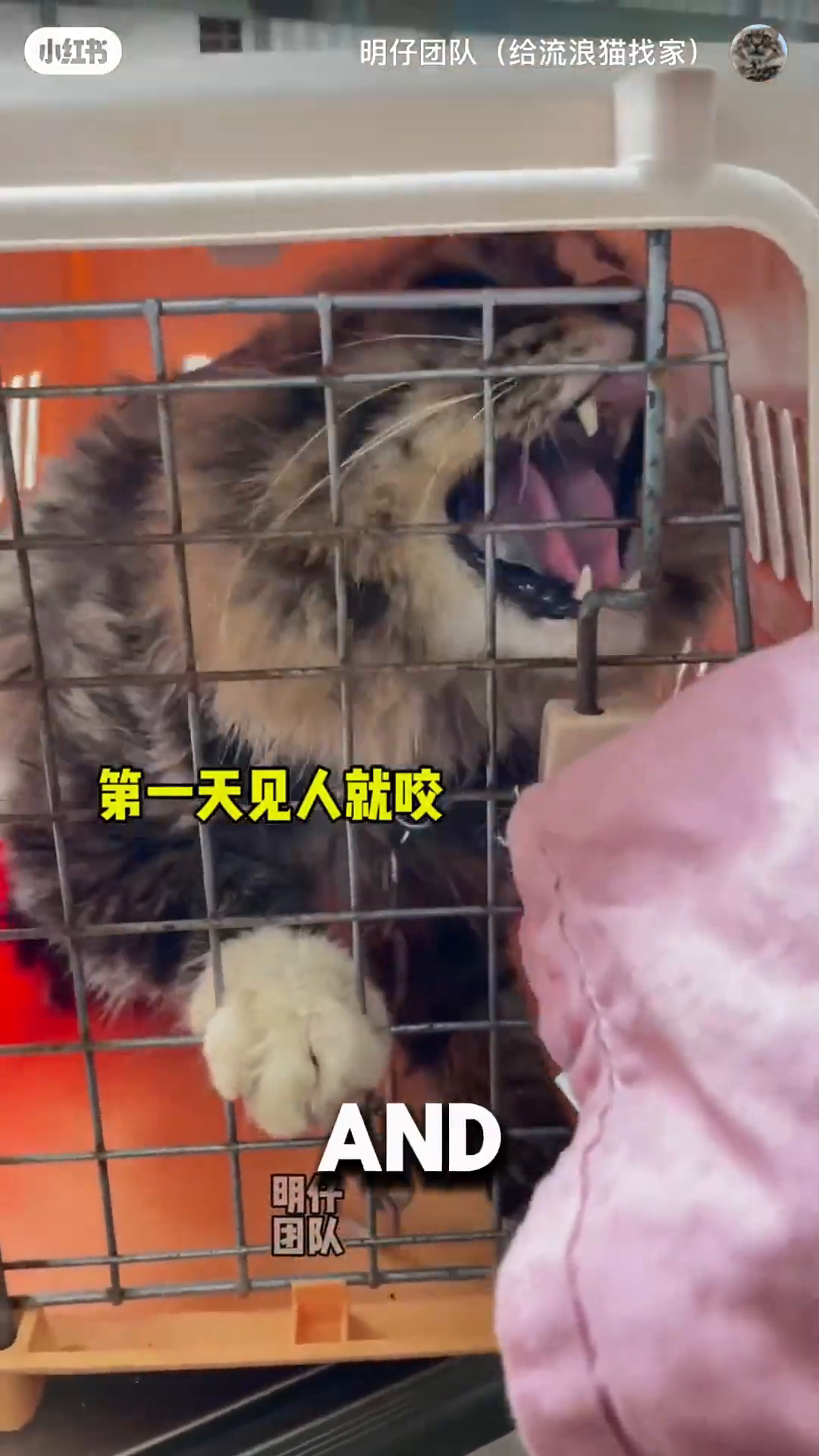The cat is visible inside a cage, looking agitated and hissing with its mouth open.