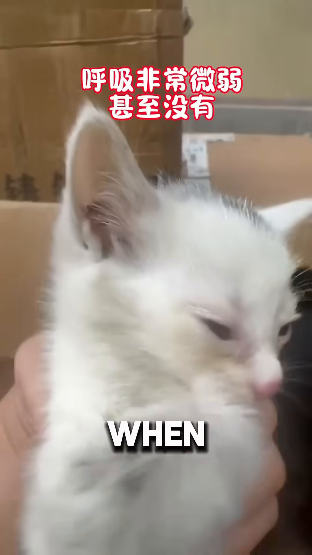 Close-up of a very weak white kitten with its eyes partially closed, its breathing shallow.