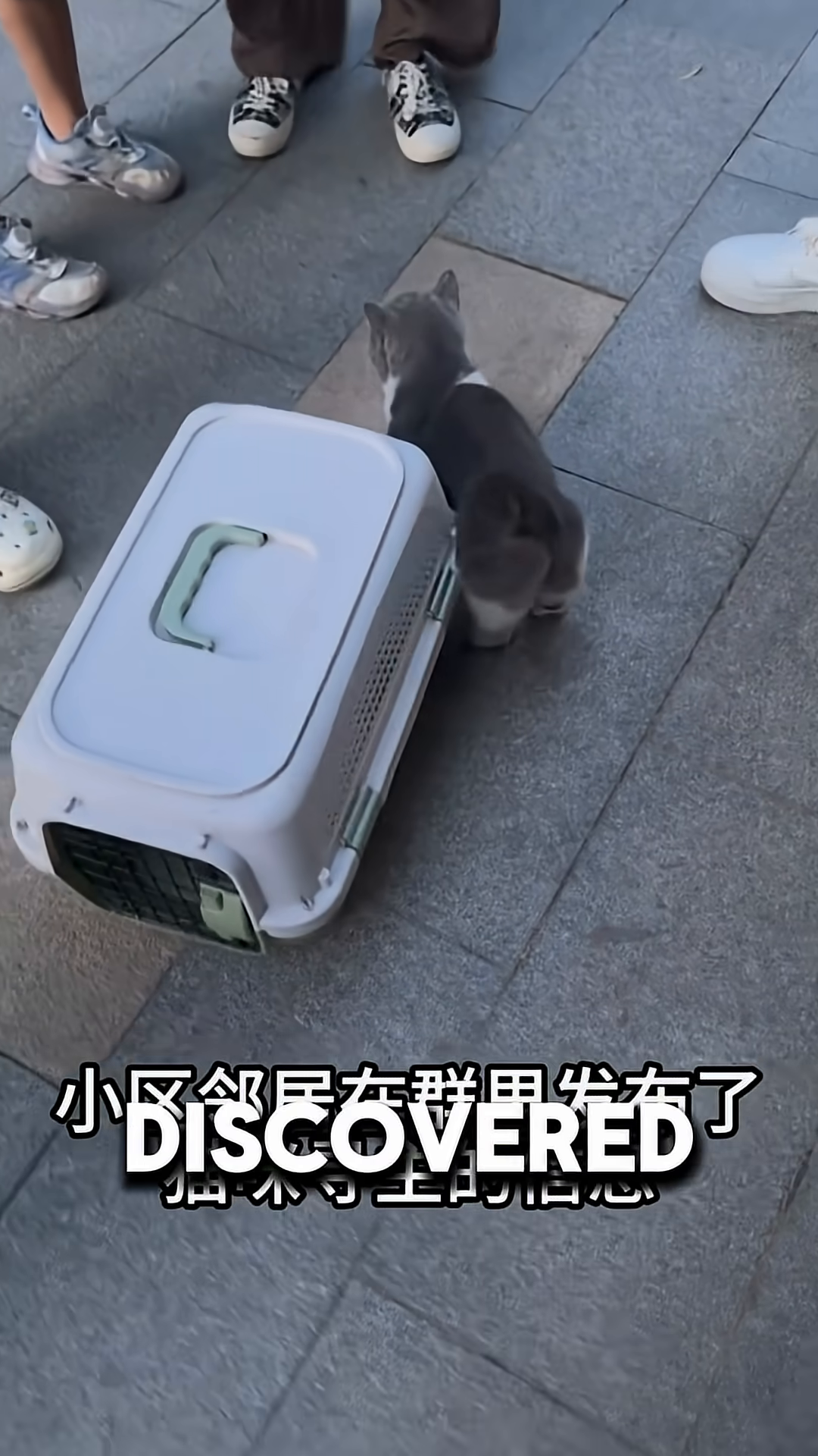 A group of people standing around a cat carrier on the ground, looking down with concern.