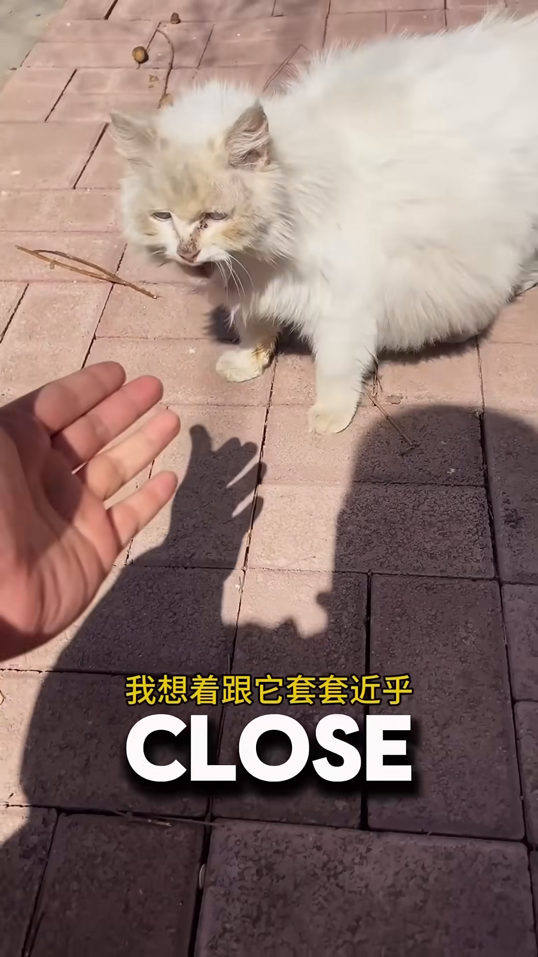 A hand reaches out towards the cat, which is looking away with a wary expression.