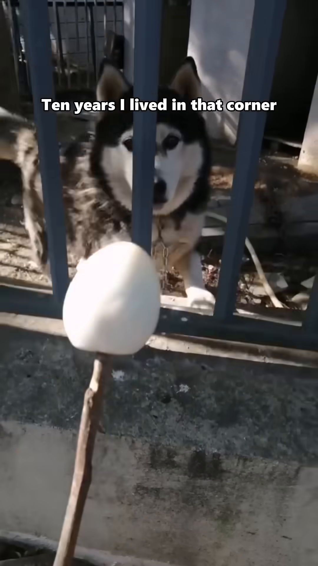 A hand offers a stick with a treat to a hesitant husky through a fence.