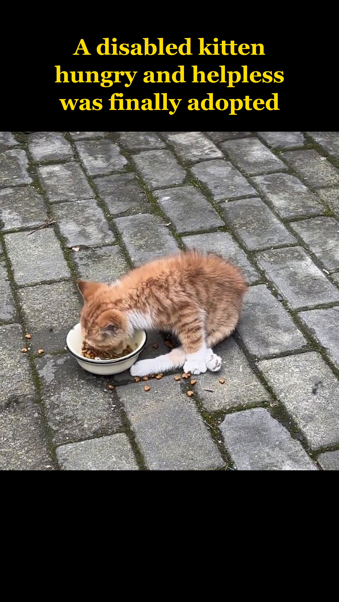 A small, ginger kitten with white paws is eating eagerly from a white bowl filled with kibble.